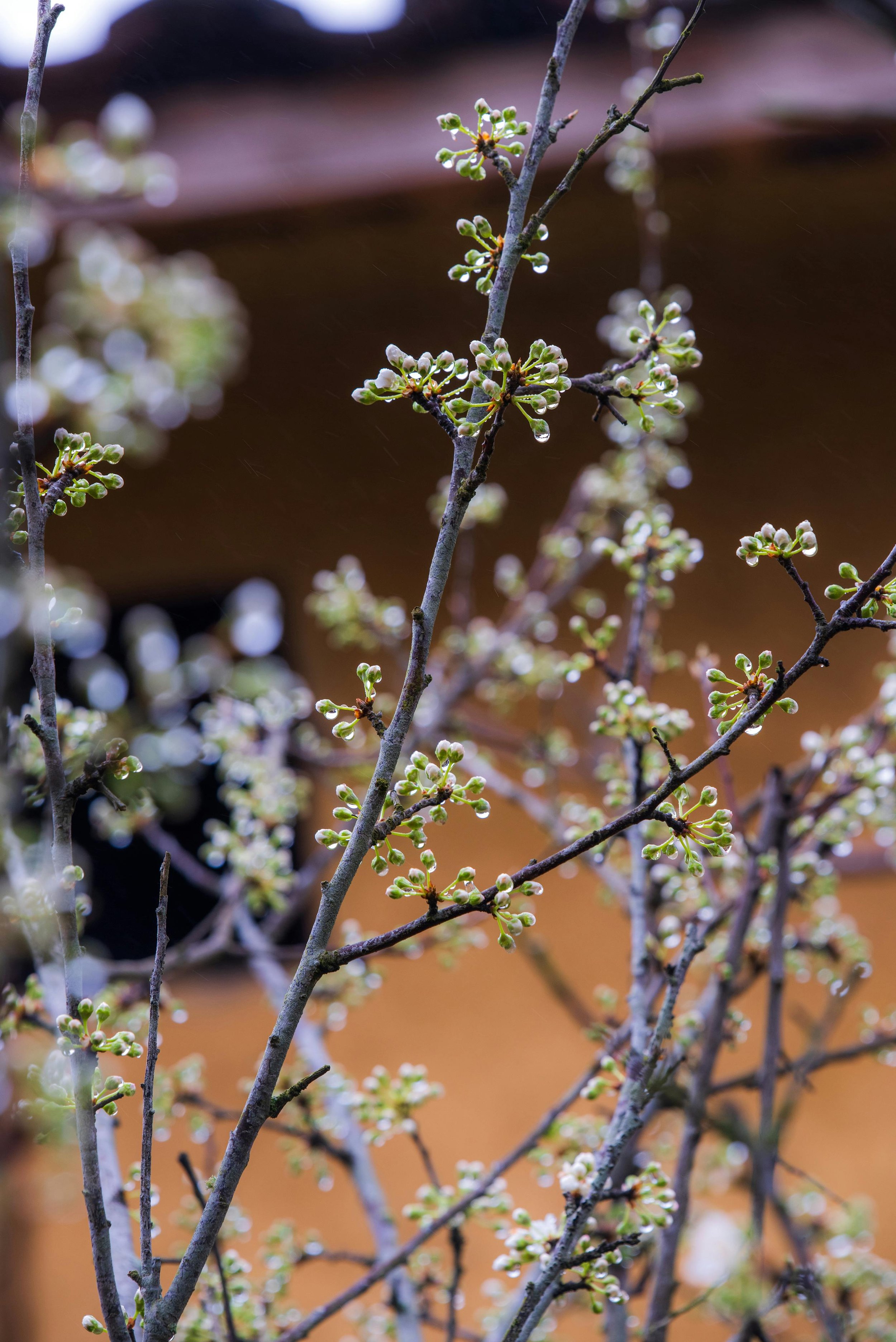 Close-up of tree branches with small, budding leaves and water droplets, with a blurred background.