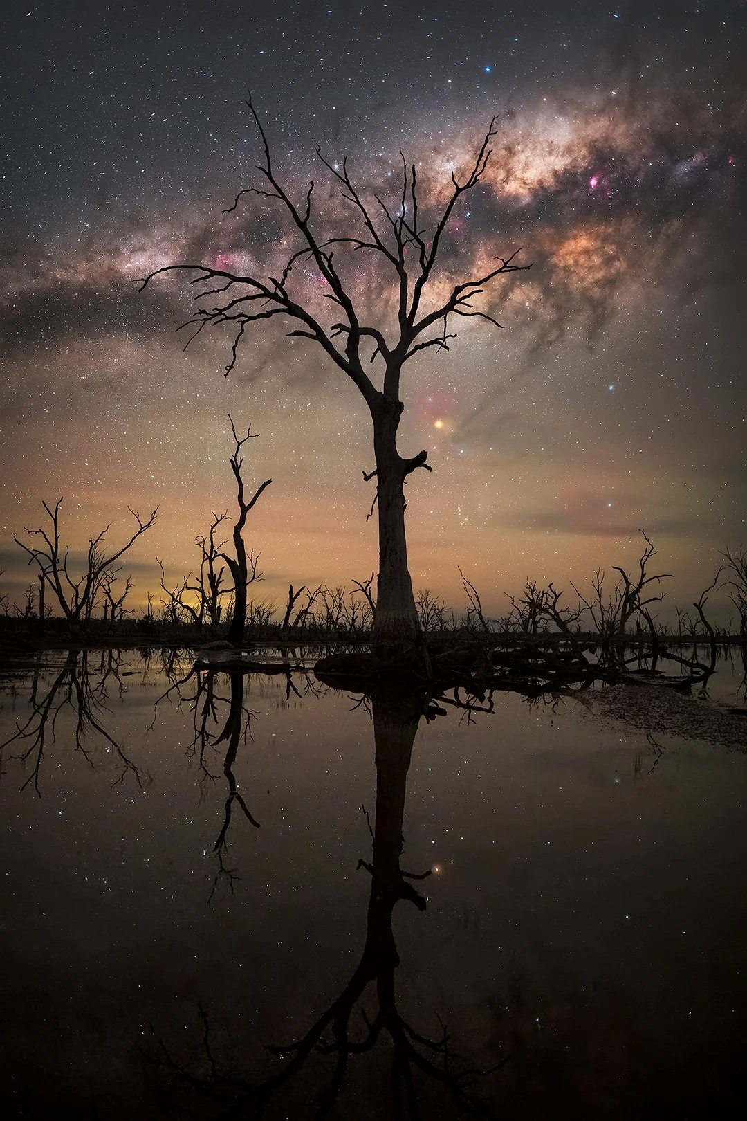 A solitary, leafless tree standing in a body of water with its reflection visible, set against a starry night sky and the Milky Way galaxy.