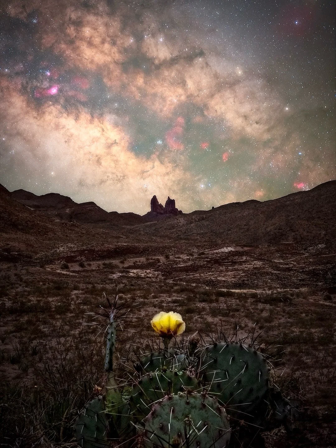Mule Ears silhouetted with a lone flower blooming on a cactus in Big Bend National Park, Texas, USA. 

Mule ears is an iconic sight here in the park and an amazing subject from many different vantage points. My brotha from anotha motha @distantlightp