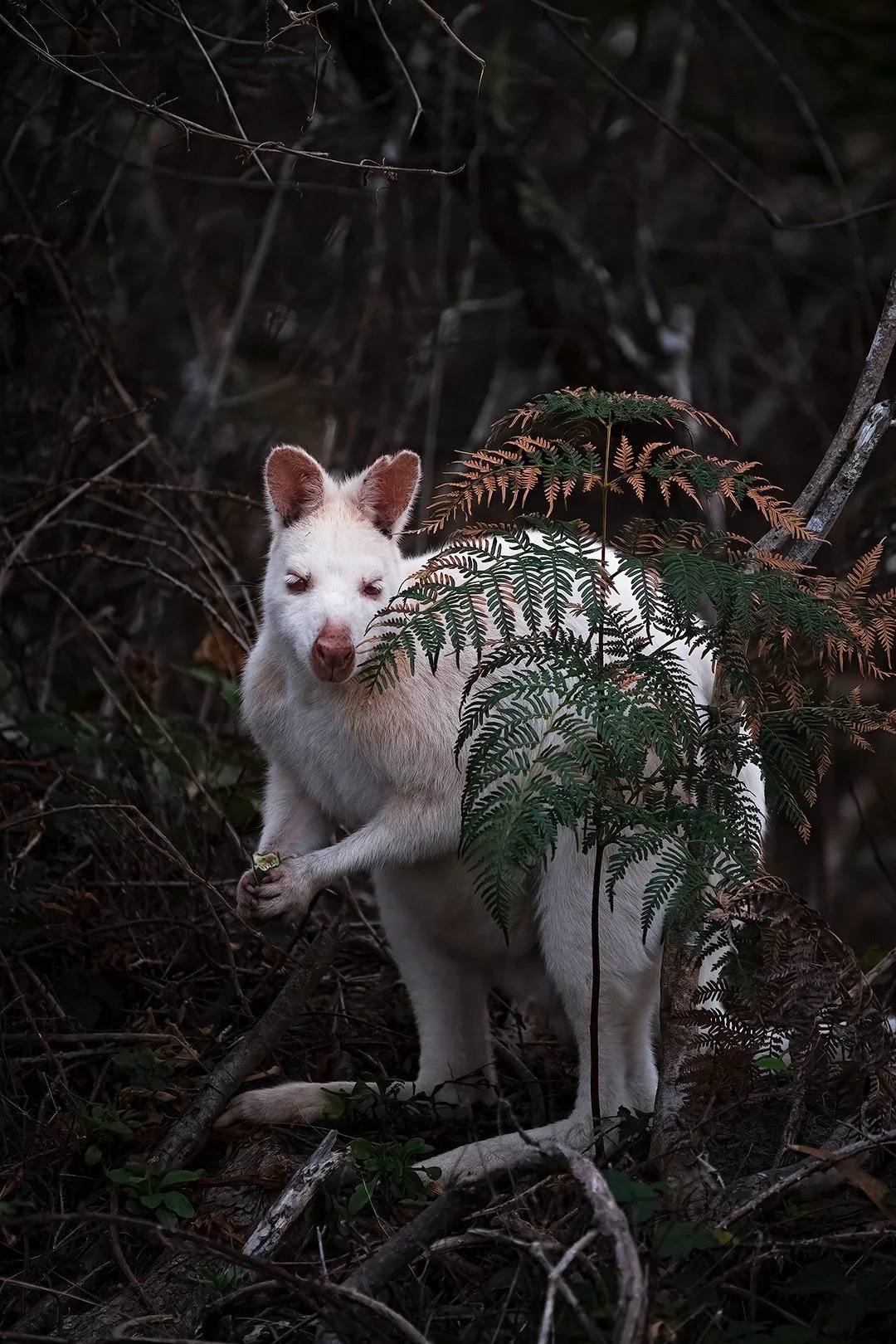 WHITE_WALLABY_2026.jpg