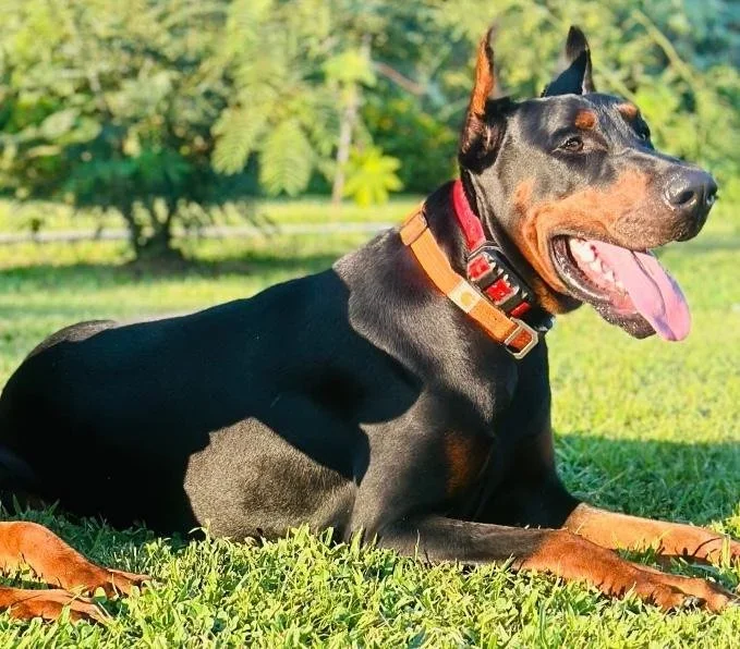 A Doberman Pinscher dog lying on green grass outdoors, panting with tongue out, under sunlight and foliage in the background.