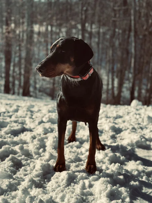 Black and rust Doberman standing on snow in a winter forest.