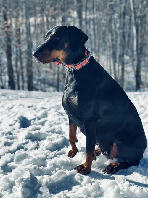 Black and rust Doberman dog sitting on snow with a wooded background