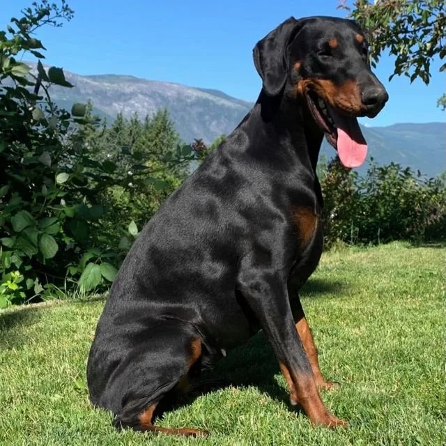 A black and tan Rottweiler dog sitting on grass outdoors with mountains in the background.