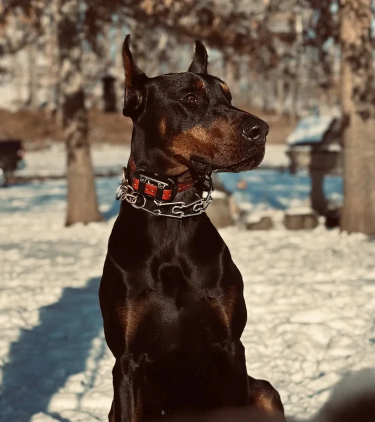 Black and rust Doberman dog wearing a chain and red collar, sitting outdoors in snow with trees and blurred objects in the background.