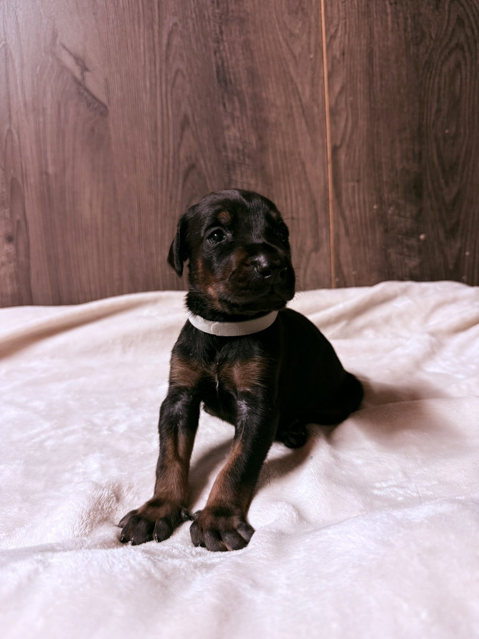 Close-up of a black puppy sleeping on a fluffy white blanket.