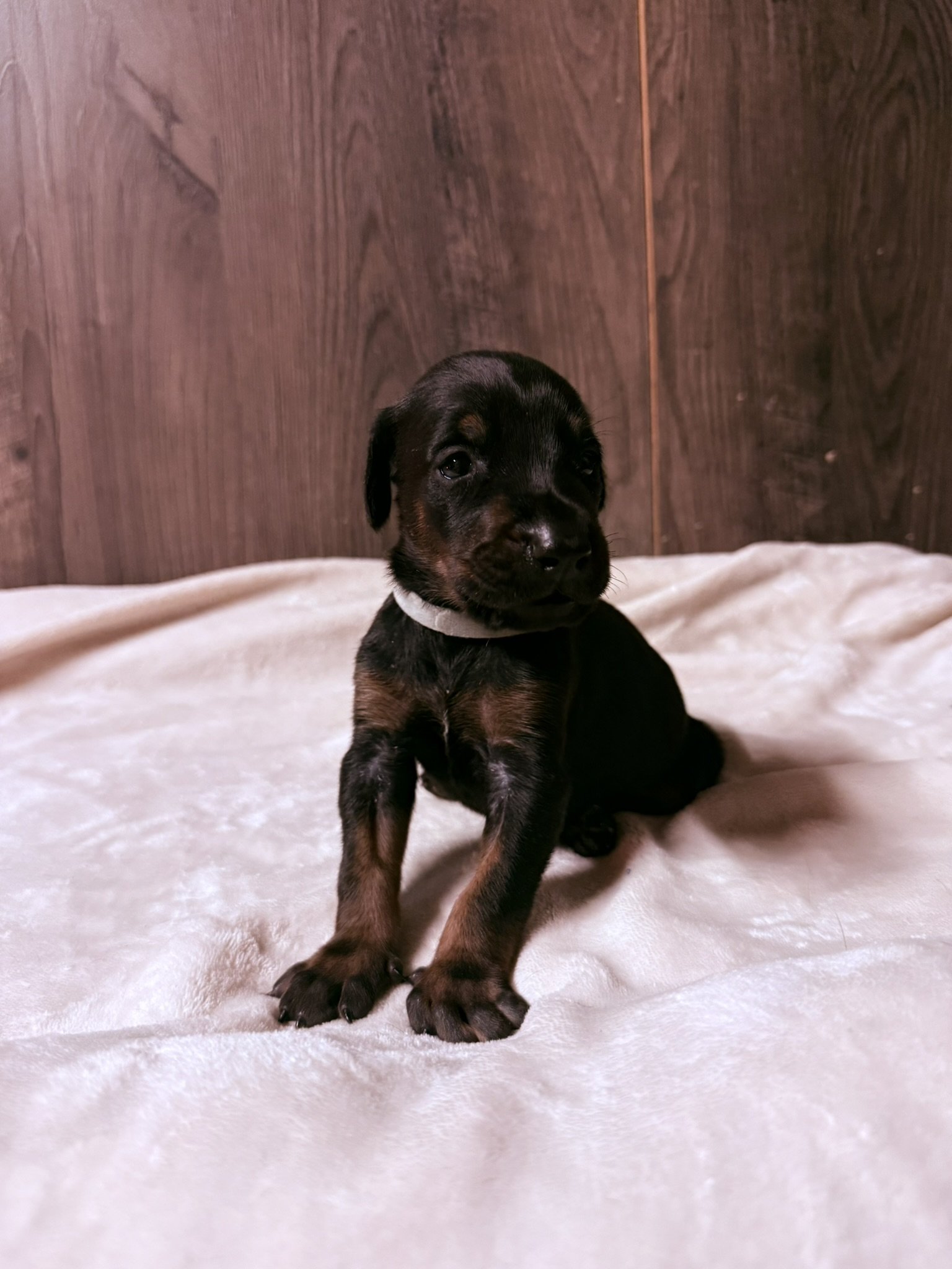 A black and brown puppy sleeping on a fluffy cream-colored blanket.
