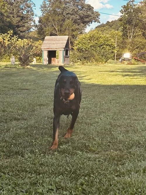 A black and rust Doberman running toward the camera on a grassy lawn with trees and a small shed in the background.