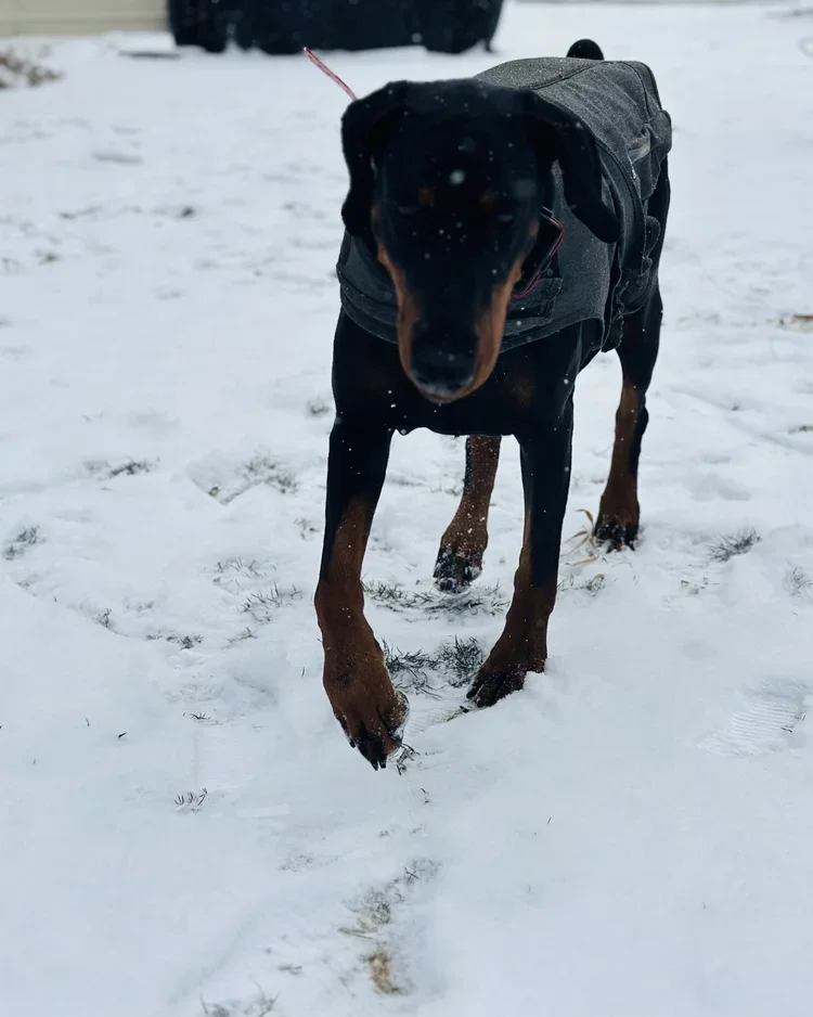A black and rust Doberman standing on snow-covered ground, wearing a gray jacket.