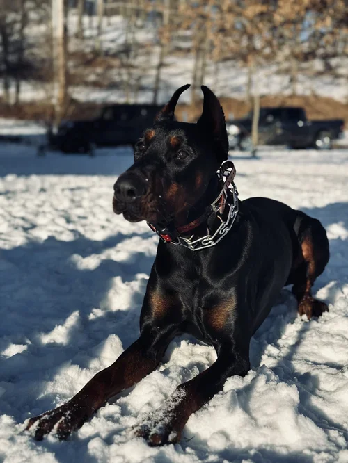 Black and rust Doberman puppy playing in the snow outdoors.