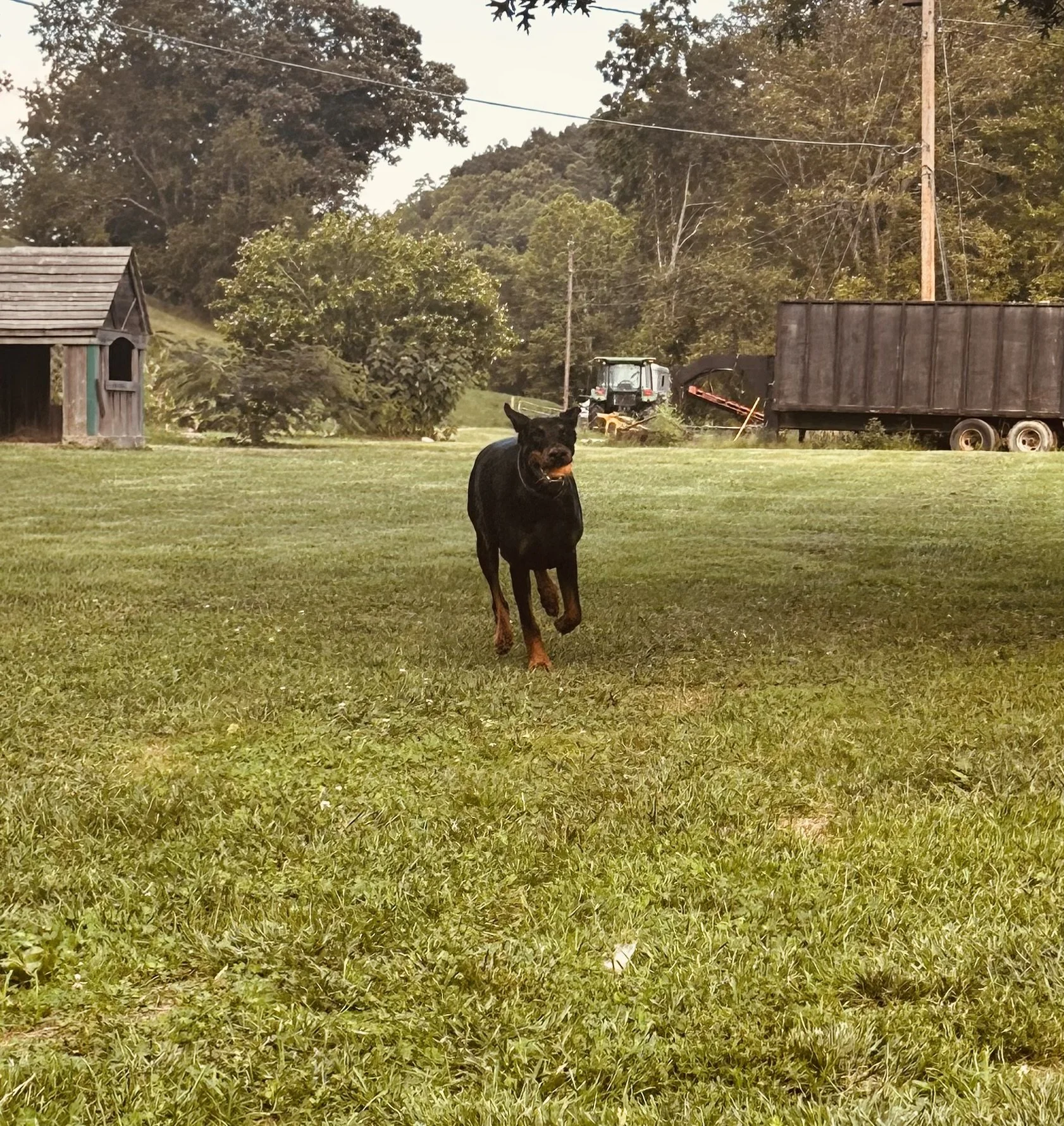 European Doberman Breeder Champion Lines Health Tested — Arrowhead
