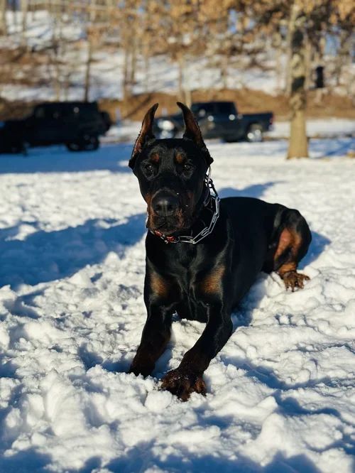 A black and rust Doberman Pinscher puppy laying in the snow outdoors, with parked cars and trees in the background.