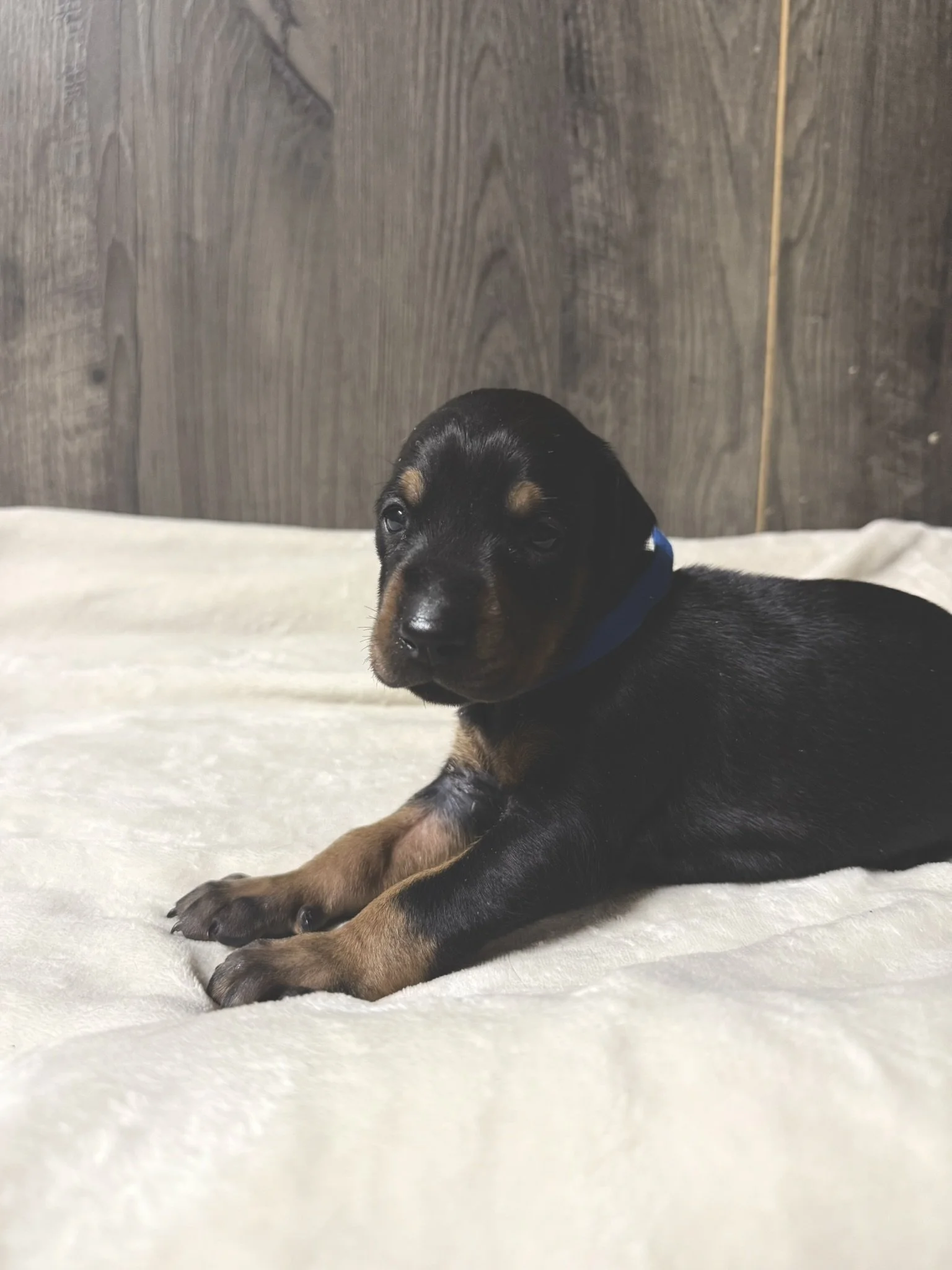 Close-up of a black and tan puppy, lying on a soft, pink, fluffy blanket.