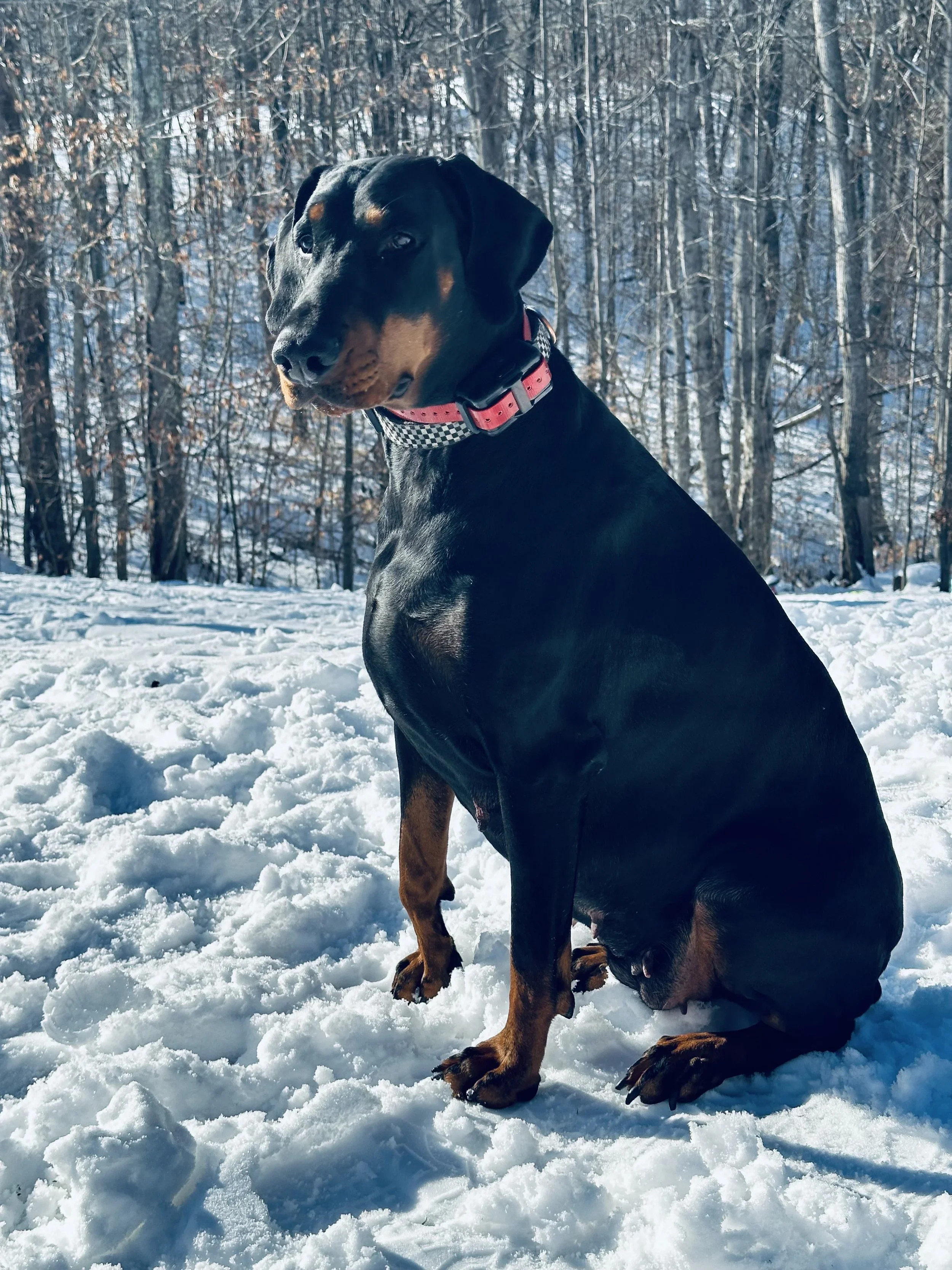 A black and rust Doberman dog sitting on snow in a winter forest with bare trees.