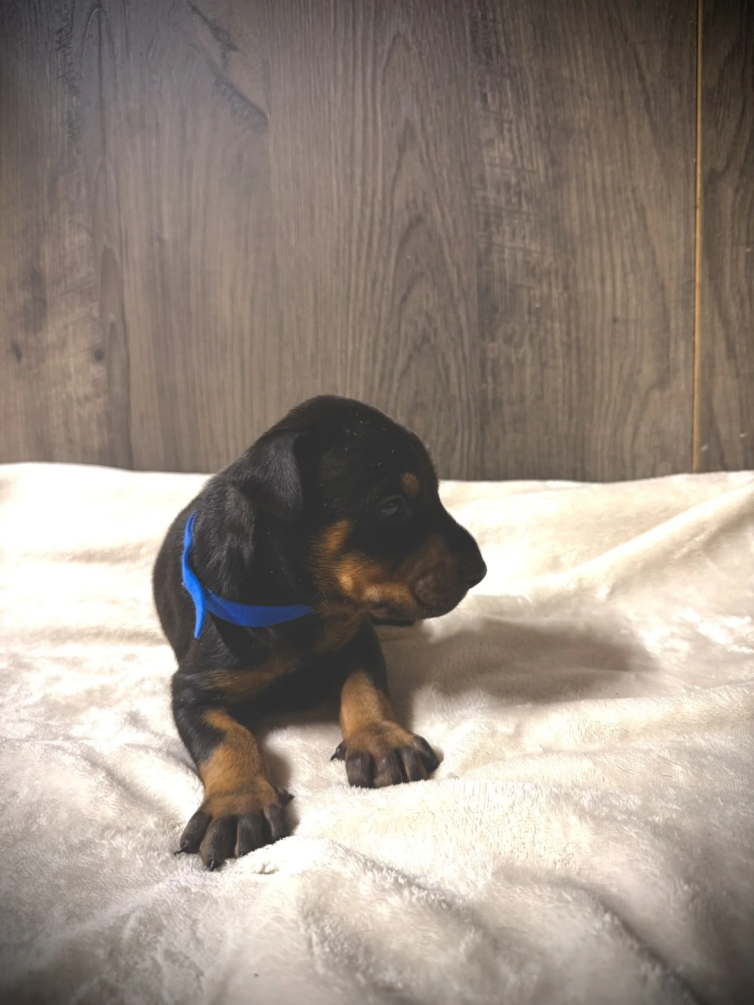 Close-up of a black and brown puppy lying on a soft, fluffy, pink blanket.
