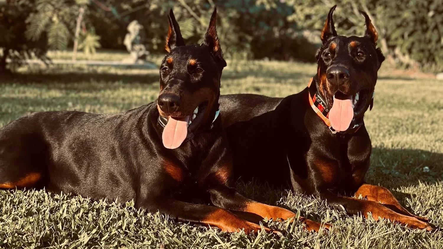 Two Doberman dogs lying on the grass with their tongues out in the sunlight.