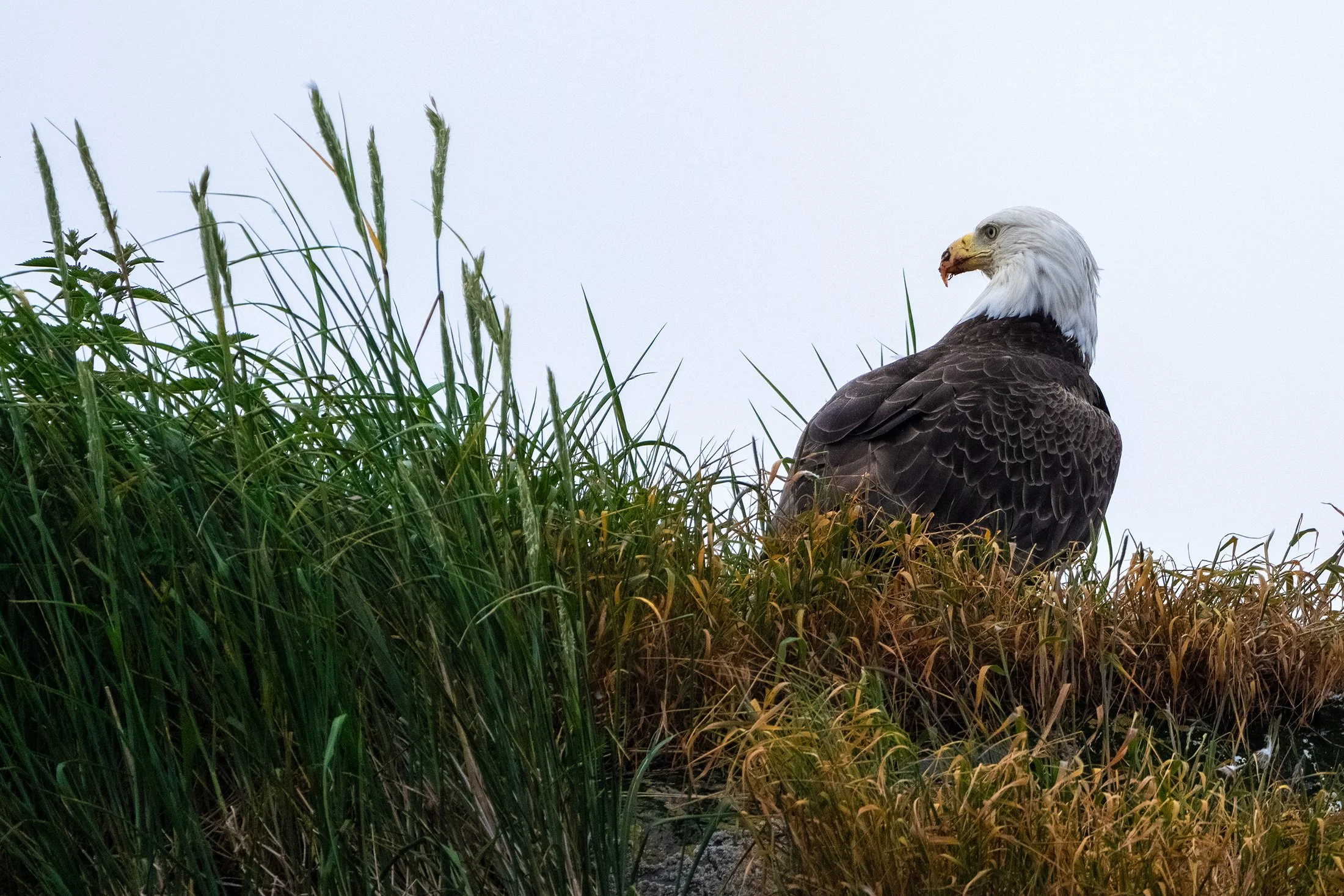 eagle2.jpg