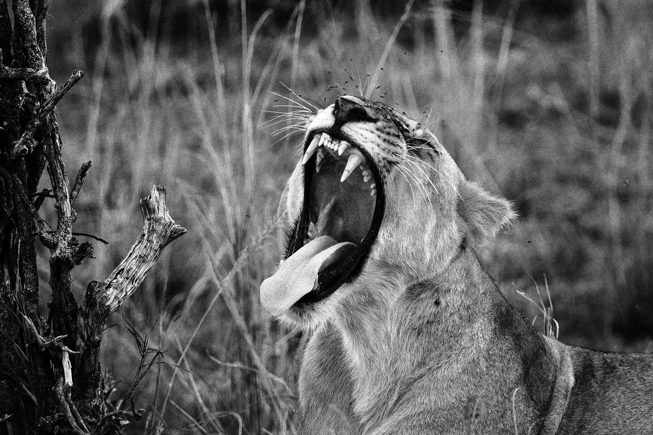 lion-jpgs-bw.jpg