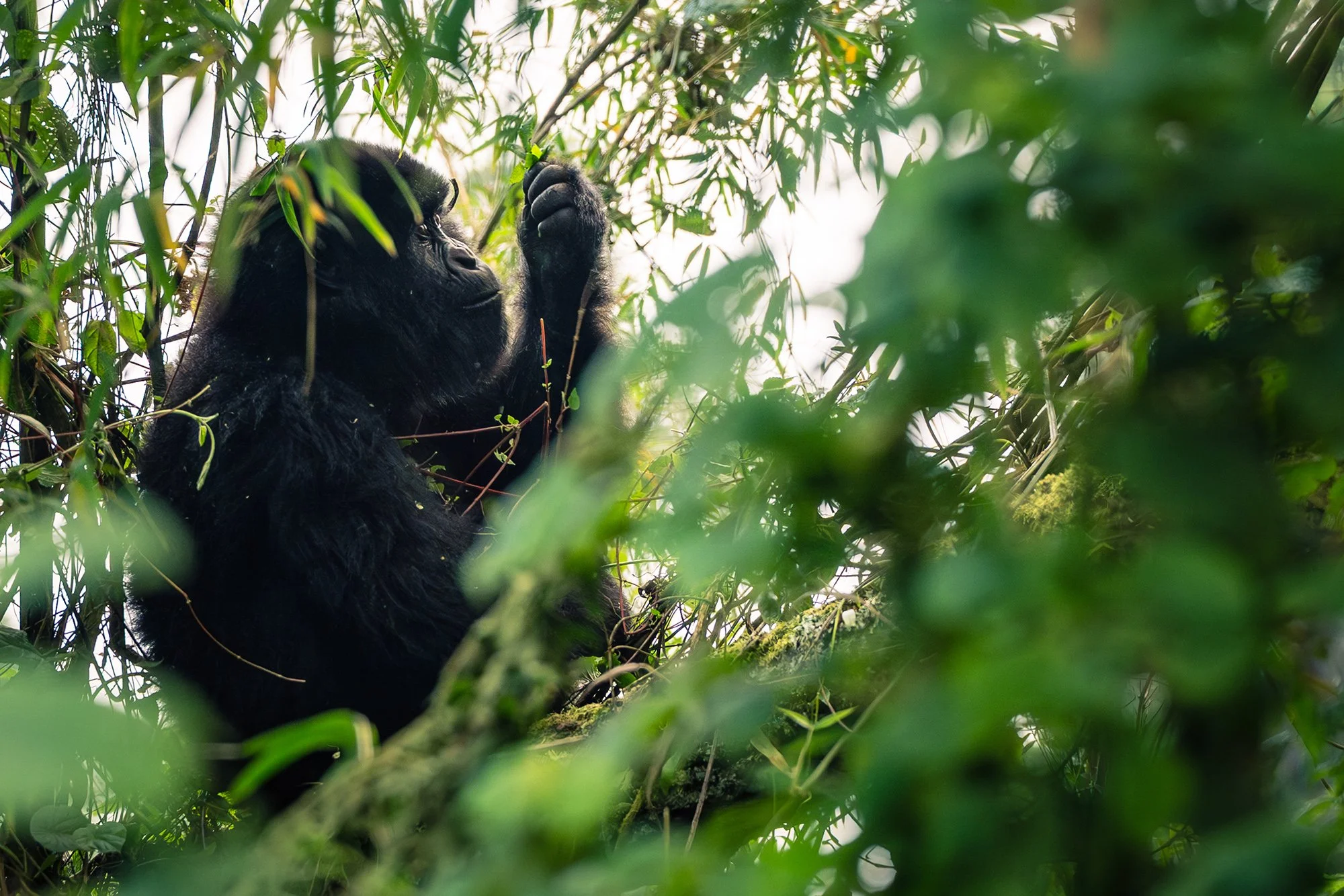 Gorilla in Rwanda
