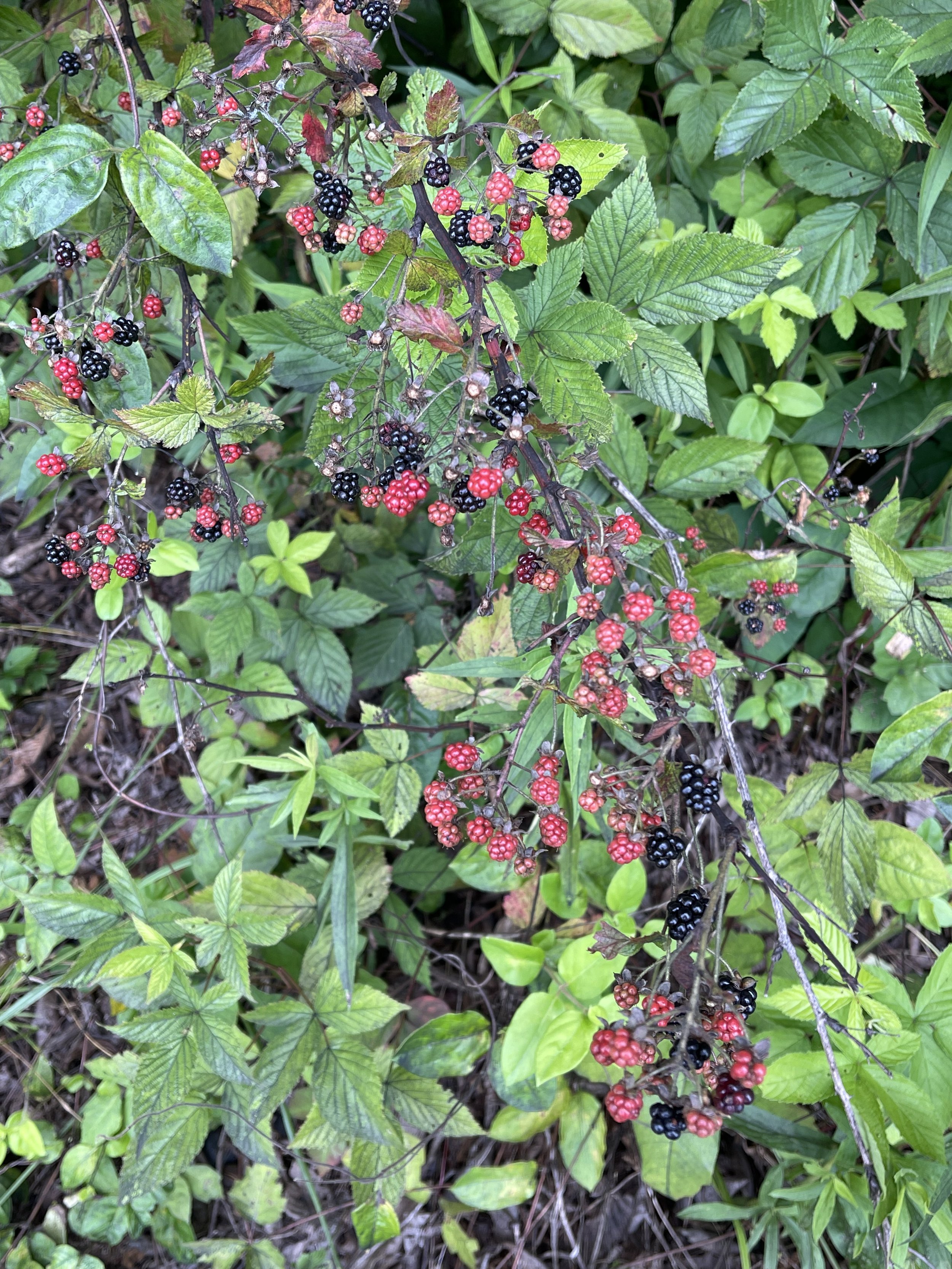 IMG_8819.jpeg