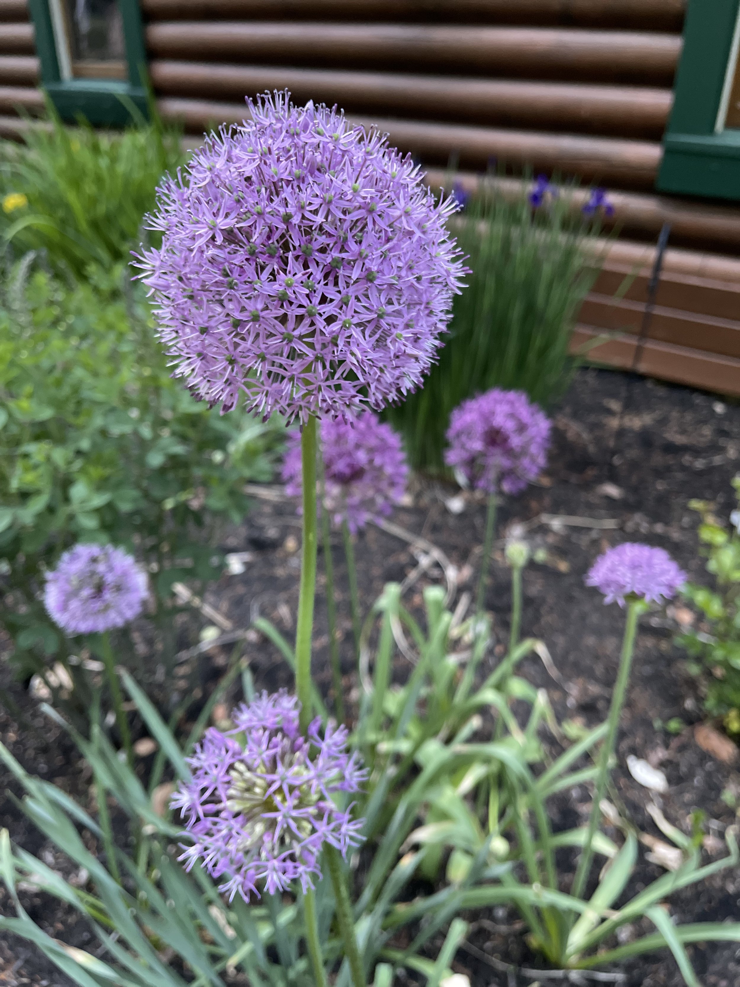 IMG_7641.jpeg
