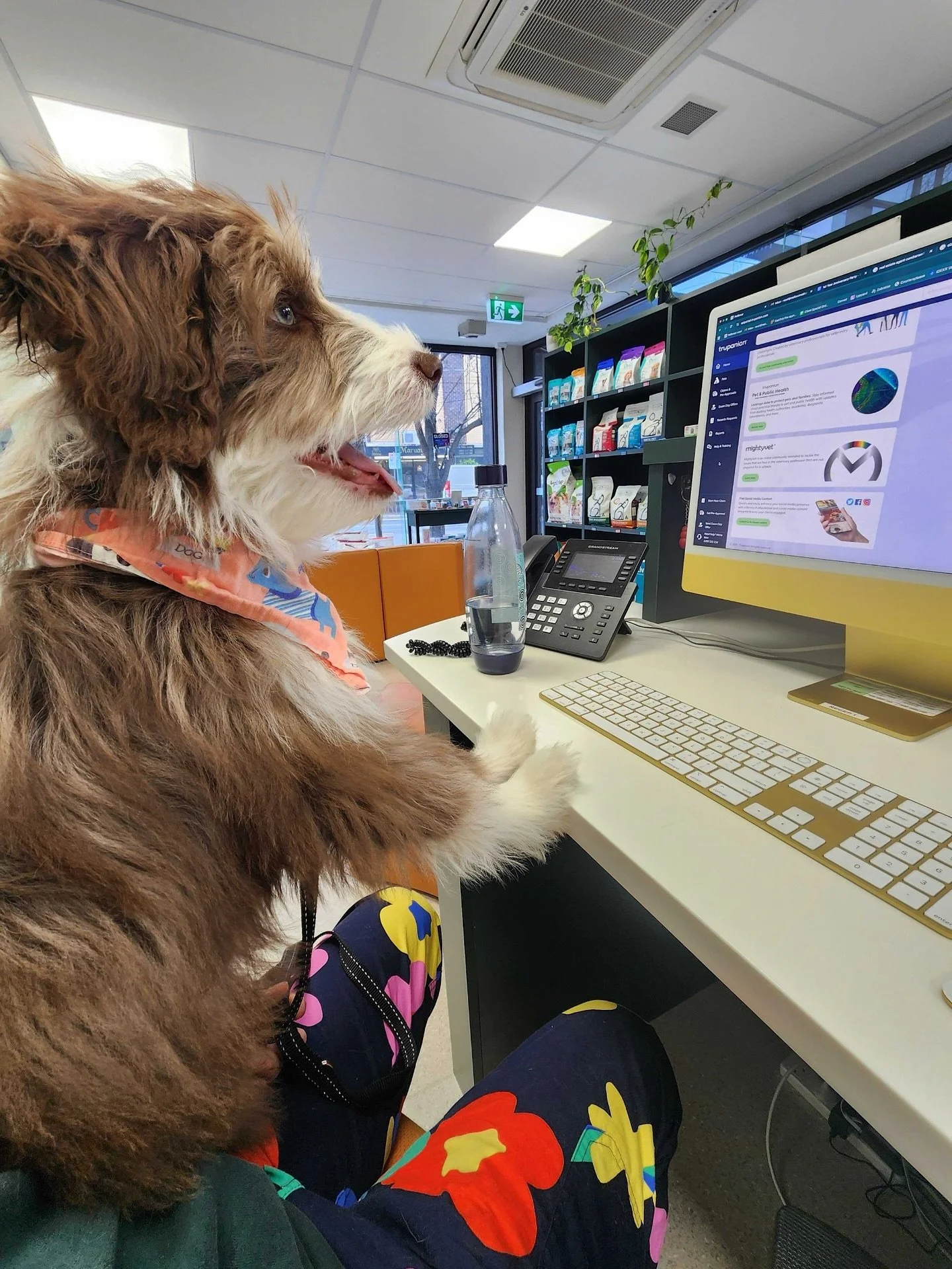 We&rsquo;re not sure how Barney&rsquo;s trial shift went!? 🐶

Should we hire him? 🤔

#DogsofMDC