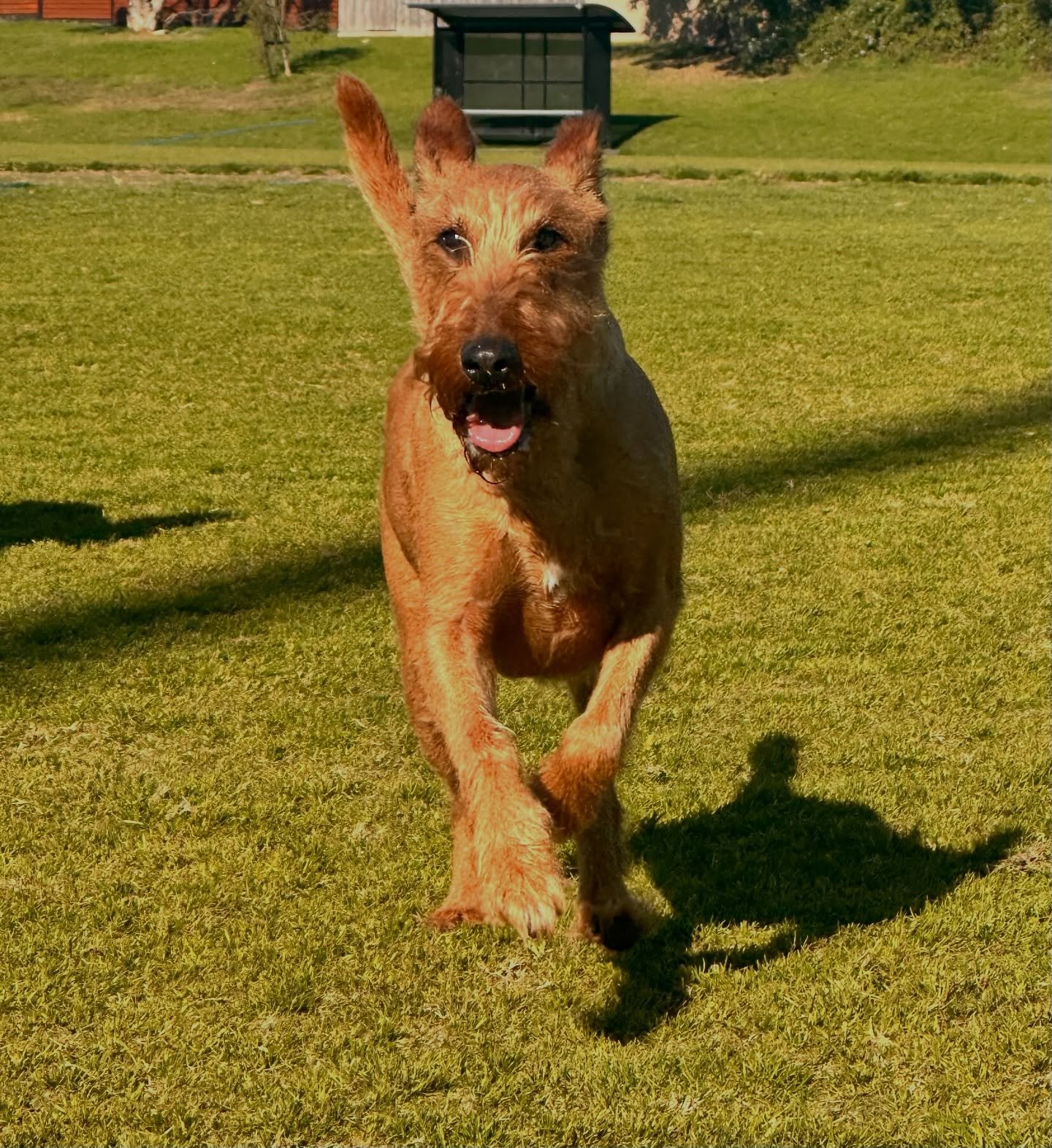 Meet Miles! 

We had the pleasure of meeting Miles, the handsome and very uncommon Irish Terrier. 

The Irish Terrier (hailing from Ireland, obvs), is one of the oldest Terrier breeds and was bred to be a farm dog, watch dog and messenger dog during 