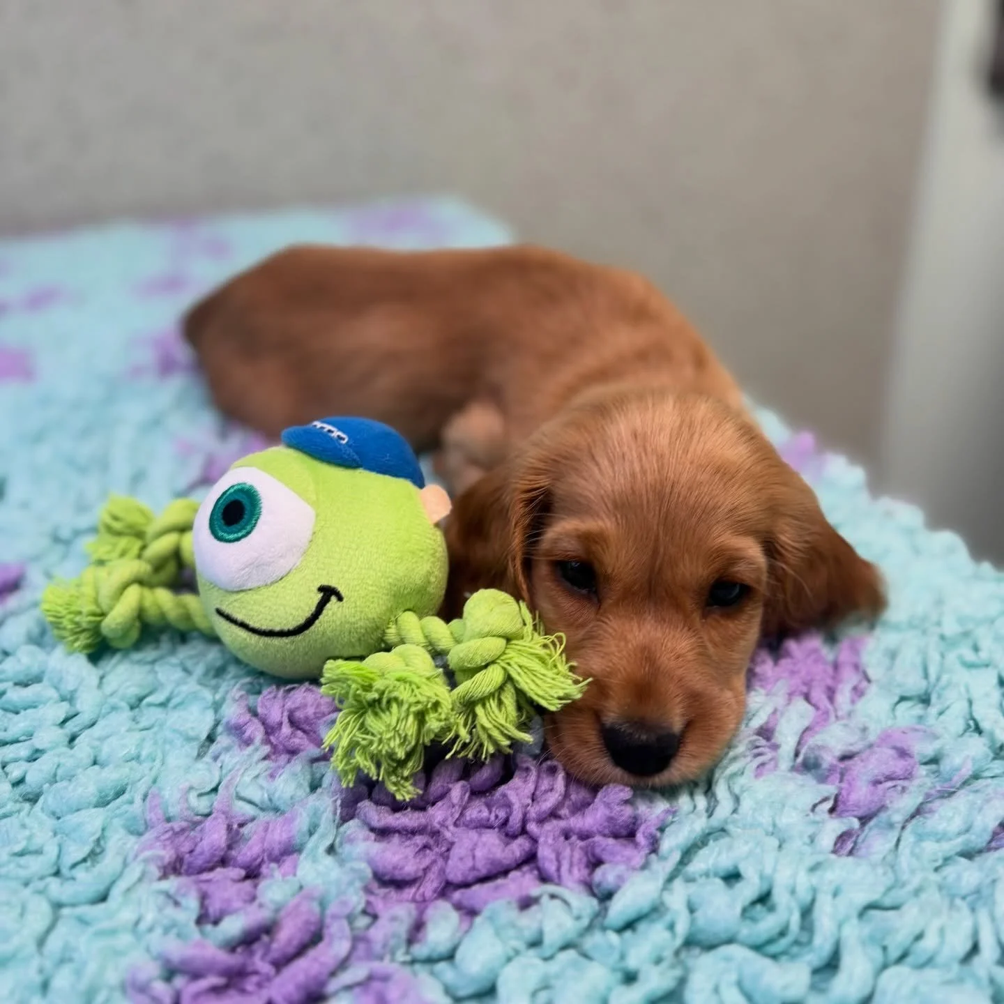 Monty&rsquo;s favorite toy is Mike Wazowski so of course he fell asleep on our Monsters Inc Scully mat 🥹🥹🥹