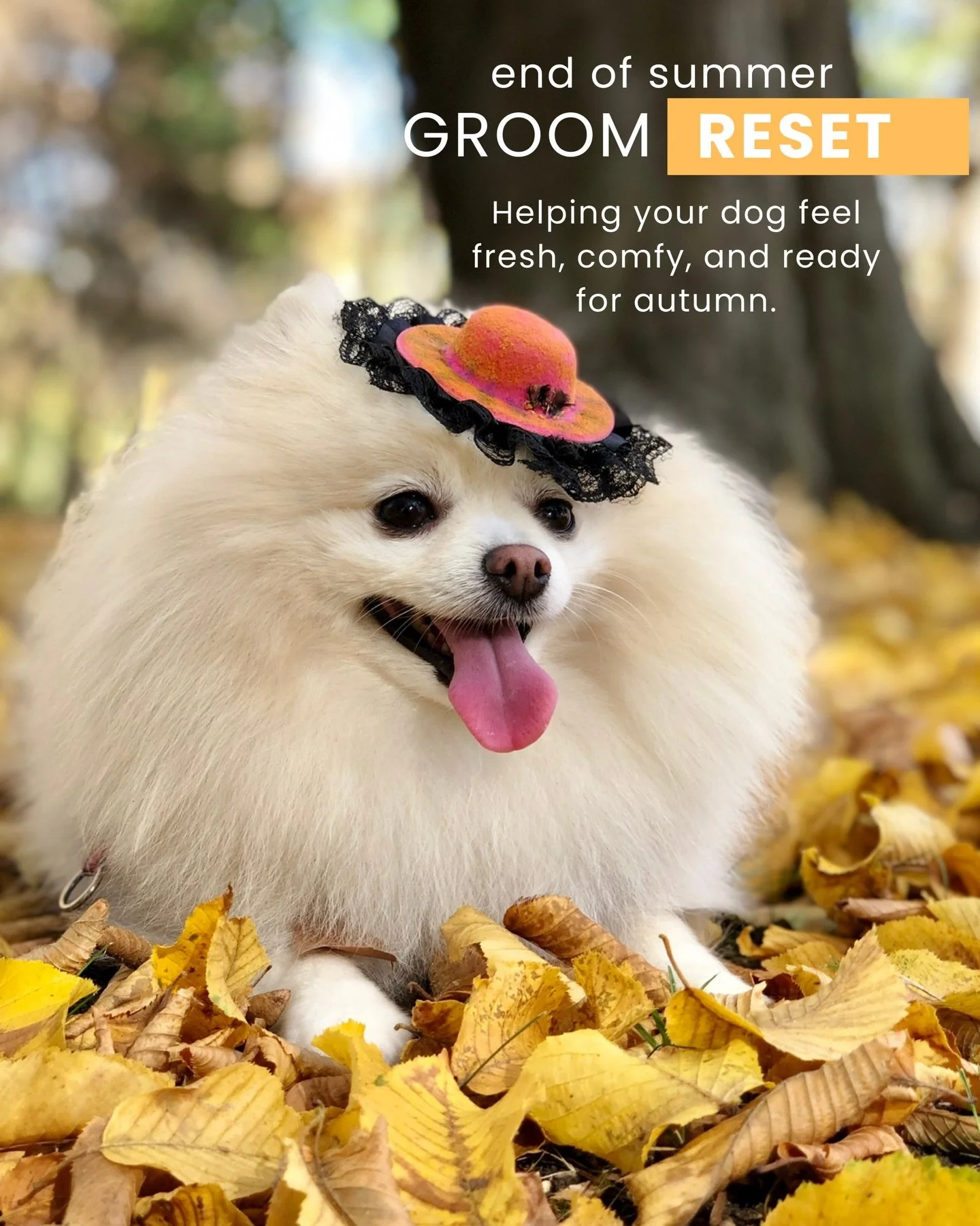 Summer fun can leave coats tangled, shedding, and hiding little irritations.

A seasonal groom helps your dog feel fresh, comfortable, and ready for cooler days ahead.

From coat cleansing and deshedding to gentle skin checks and Fear Free handling, 