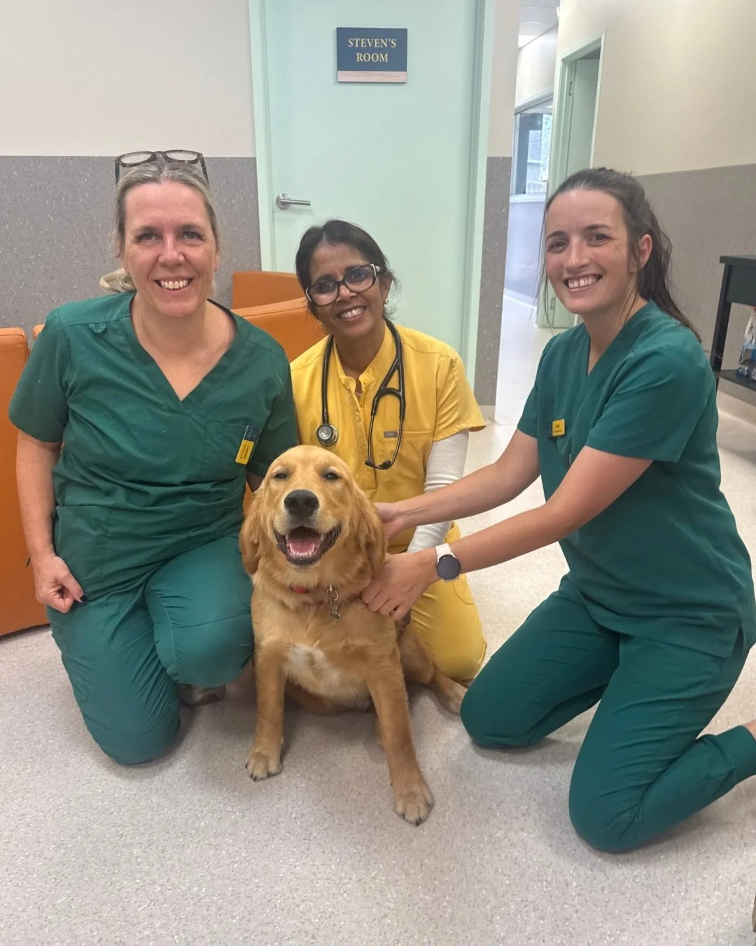 Thor is a delightful Golden Retriever puppy who first visited us at MDC at the age of 3 months&hellip; he is a 6 month old big boy now.

He is adorable and we cannot resist hugging him!

Thor was initially anxious with his paws being handled for exam