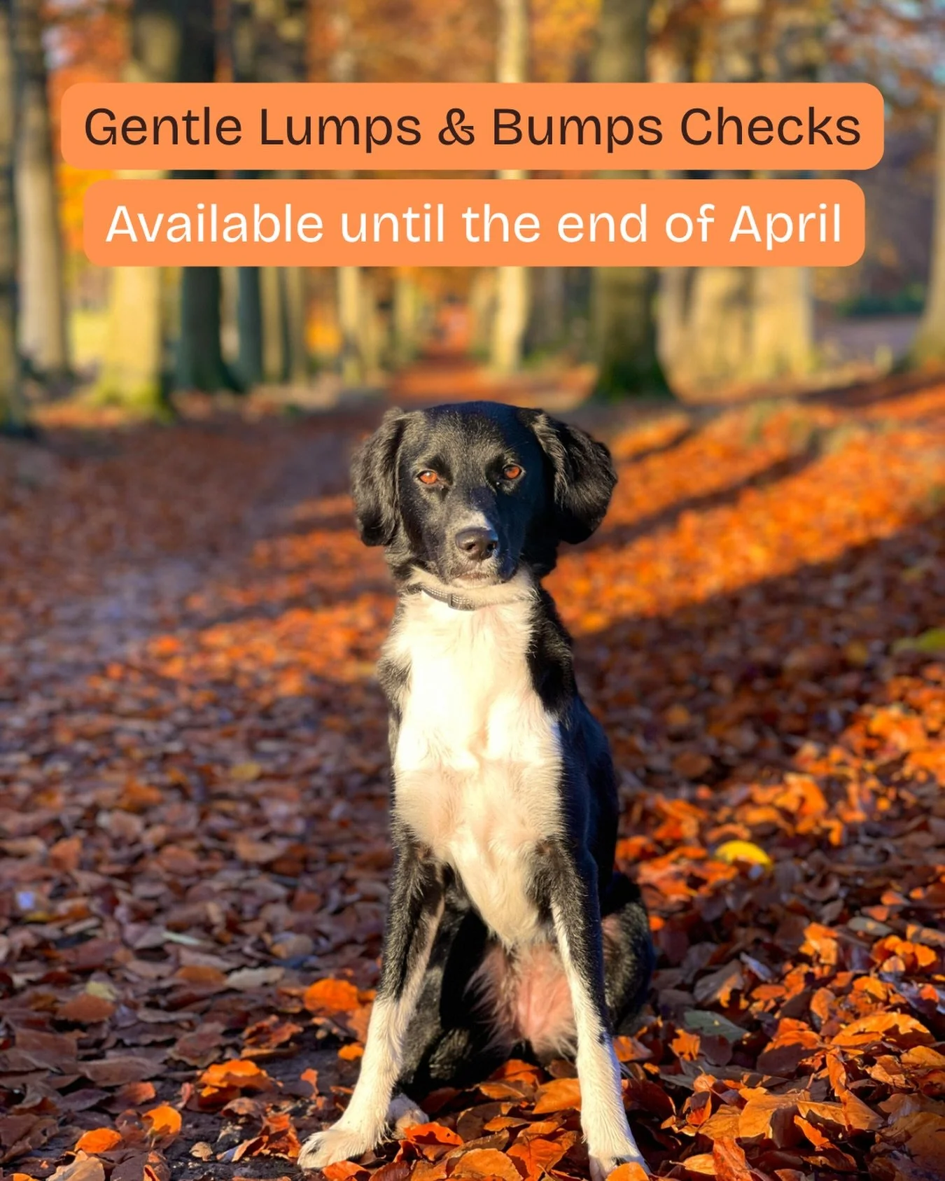 Most lumps are harmless&hellip; but it&rsquo;s worth knowing.

Our Gentle Lumps &amp; Bumps Checks are available until the end of April.

If you&rsquo;ve noticed something new, even small, now is a good time to have it gently checked.

You can start 