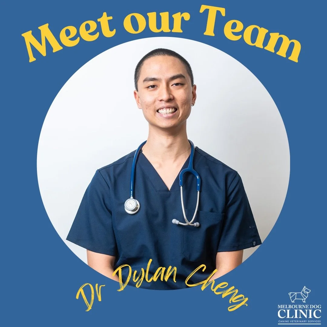 It&rsquo;s that time when we need more superstars. Meet our newest Veterinarian, Dylan. 

I graduated from the University of Melbourne in 2024 where I achieved my Doctor of Veterinary Medicine degree.&nbsp;

Fear-free practices are bringing a previou