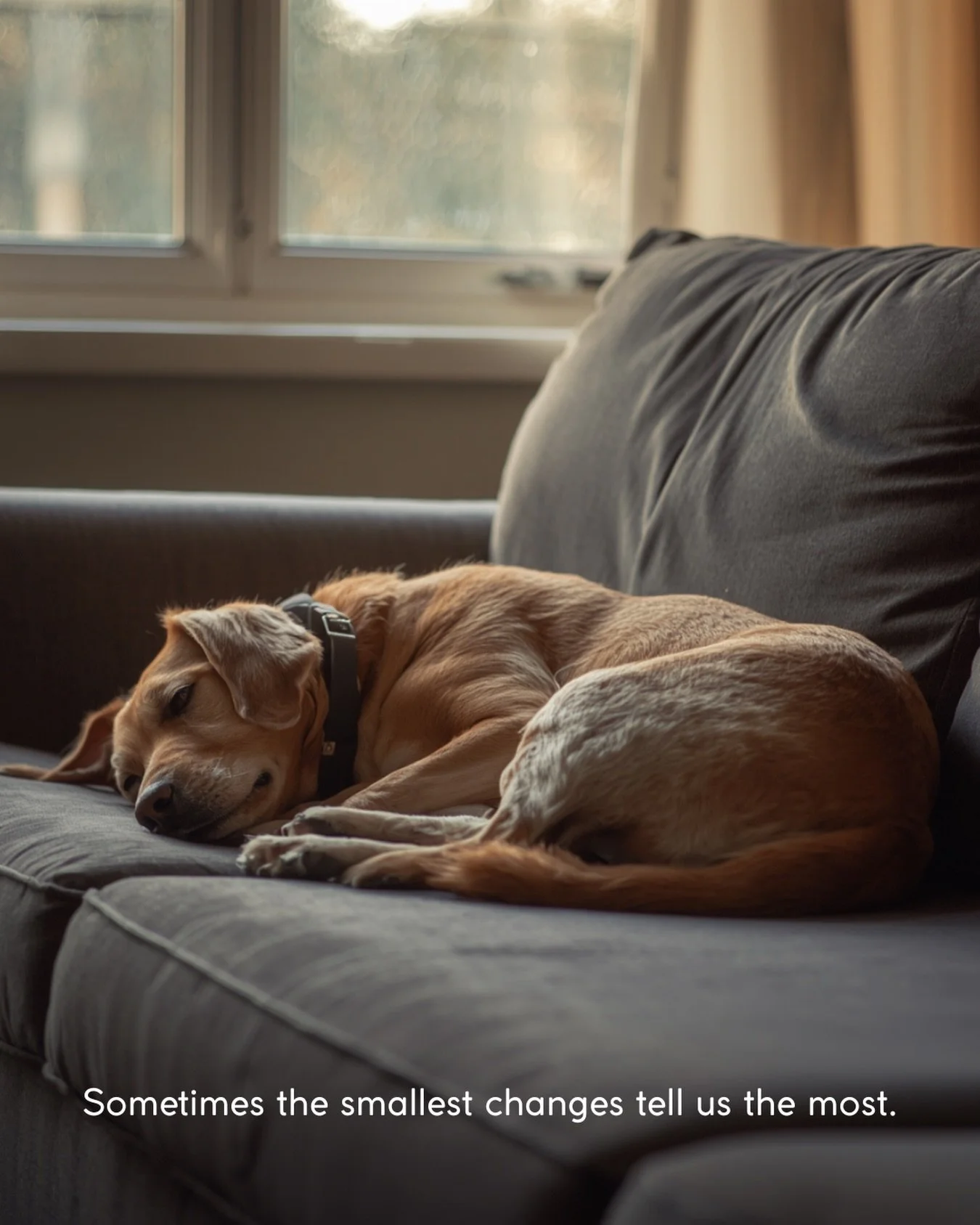 Sometimes behaviour changes aren&rsquo;t just behaviour.

As dogs get older, things like: &bull; becoming more withdrawn &bull; seeming irritable &bull; sleeping more &bull; changes in routine
can sometimes be linked to discomfort, pain, or underlyin