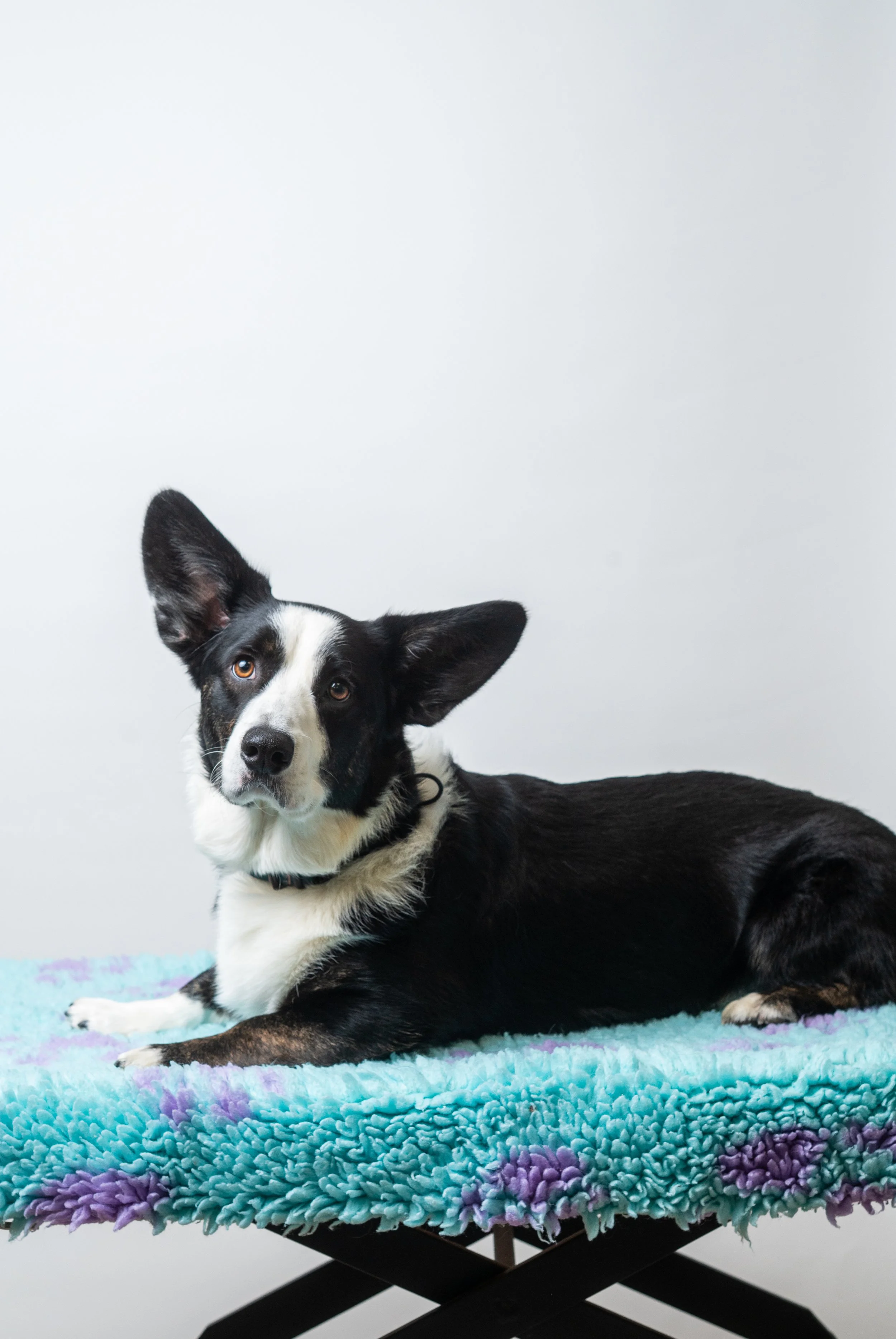 A black and white puppy sitting on a concrete sidewalk near a grassy area.