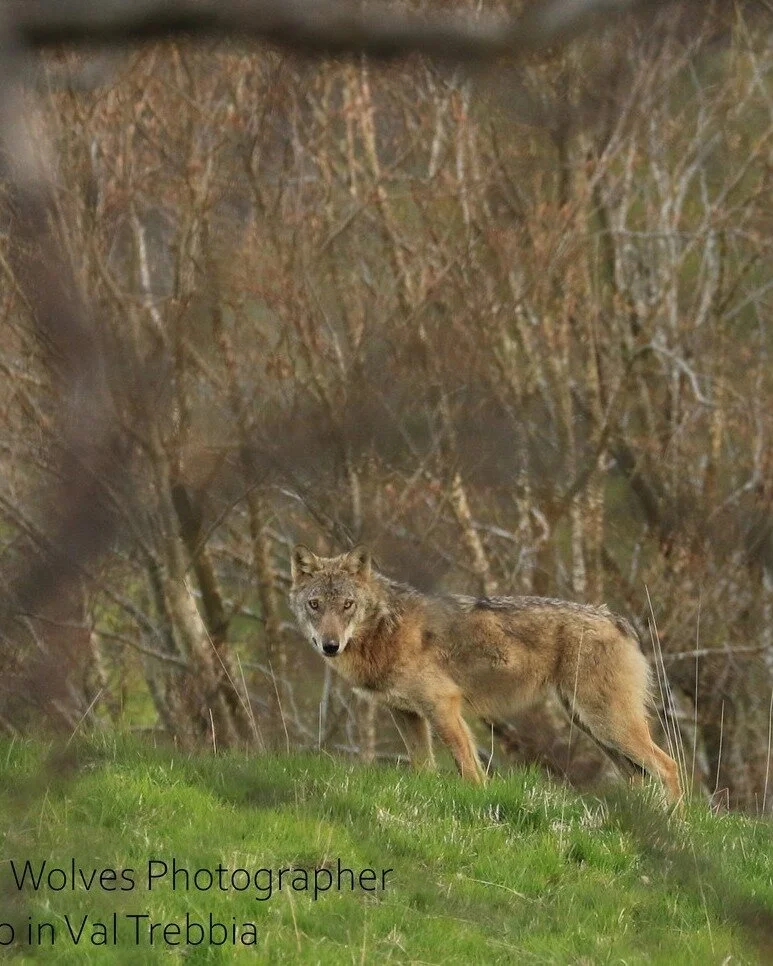 🐺AAAAUUUUUUUU!!!! 🐺 

📌Ci siamo quasi! il 2 Agosto &egrave; vicino e non vediamo l'ora di accogliervi con un altro bellissimo evento per gli amanti della natura.

Avremo ospite qui in rifugio @Paolo Rossi che ci accompagner&agrave; in un viaggio a