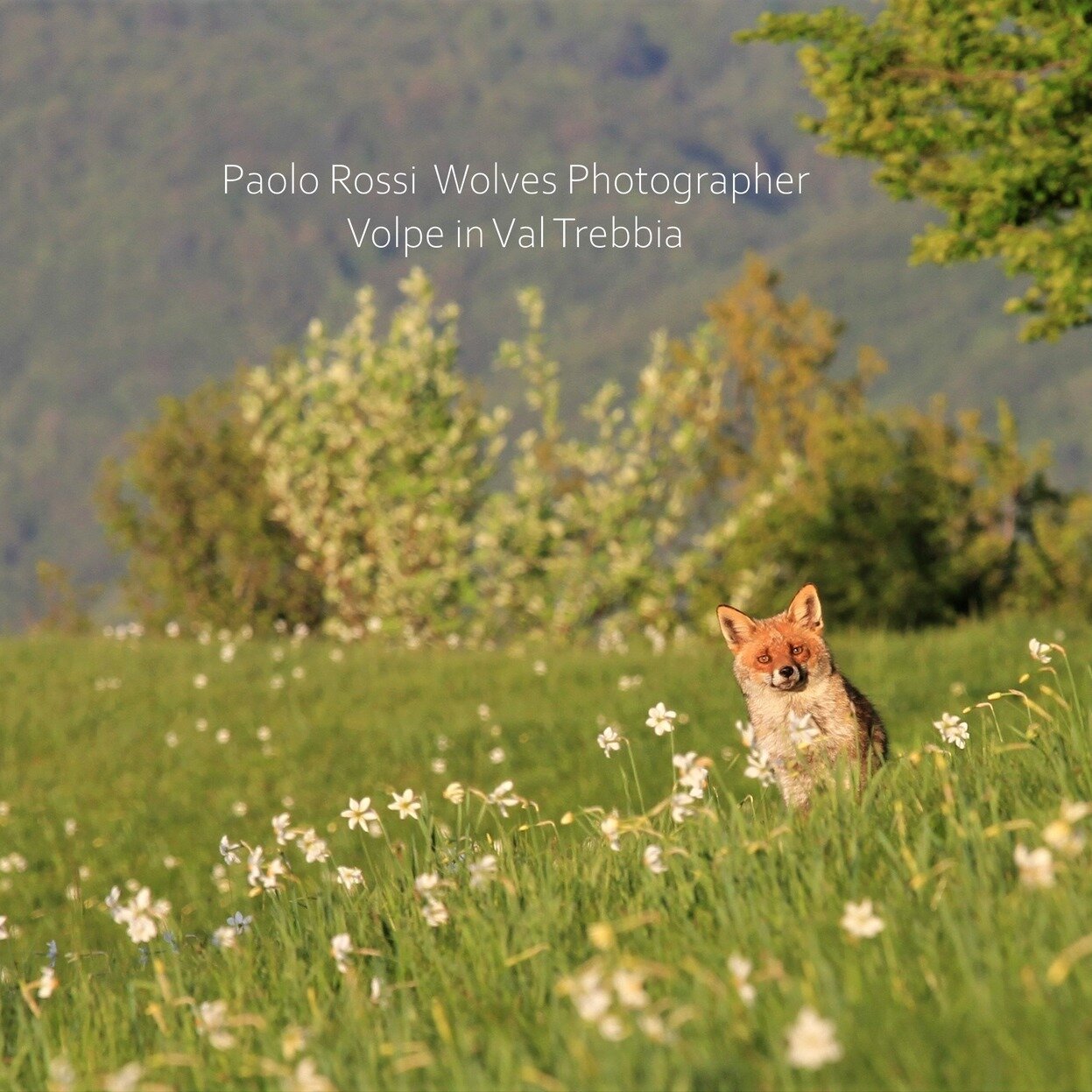 Mercoled&igrave; e gioved&igrave;' si parler&agrave; di selvatici con @Paolo Rossi - Wolves Photographer! 🐺🦊
Una super occasione per ascoltare, dialogare ed ammirare il lavoro svolto da Paolo nei nostri boschi! 😍 

‼️ Ancora qualche posto disponib