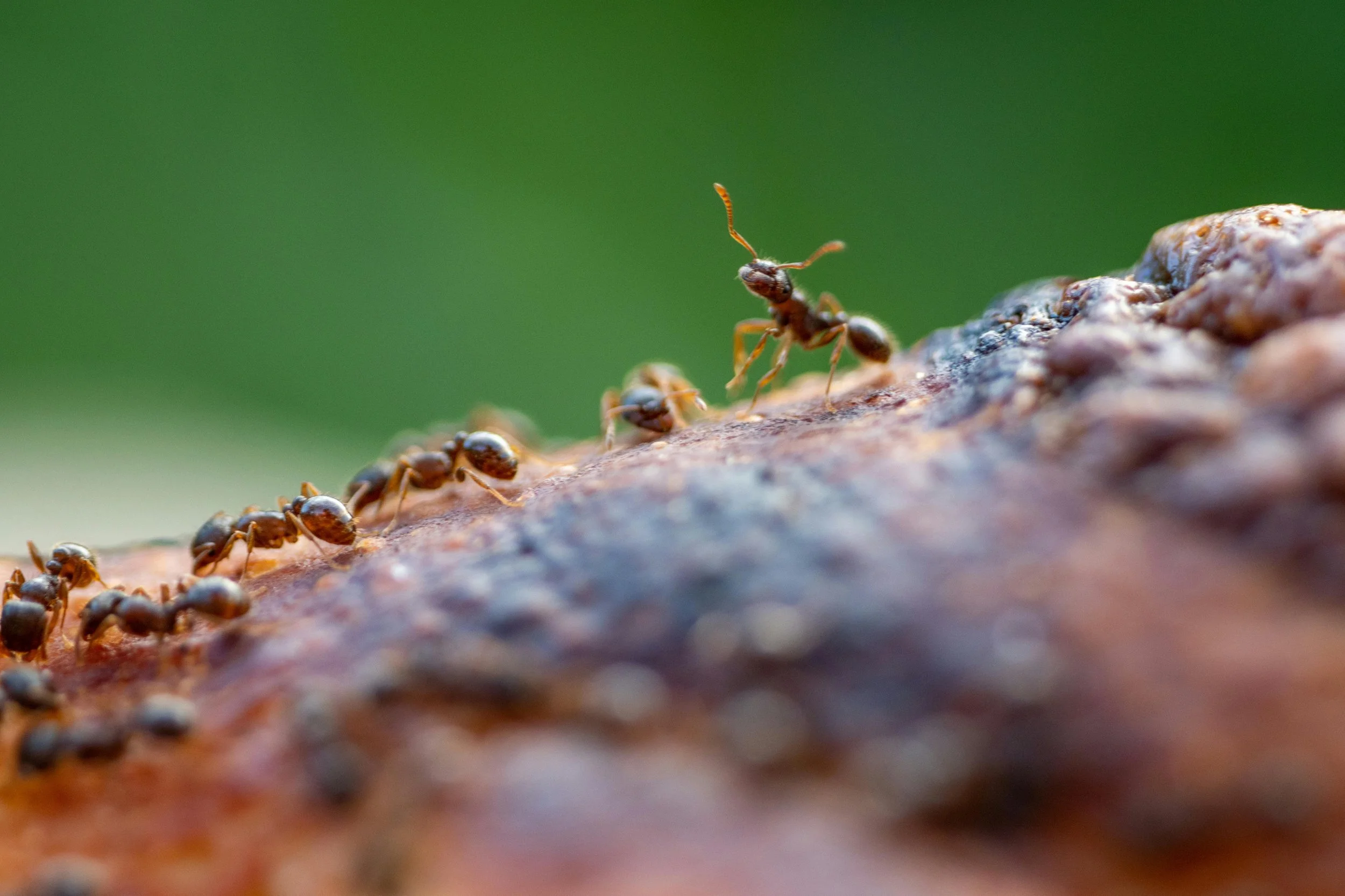 Warum kein Fallentyp allein ausreicht. Und was das für Biodiversitätsmonitoring bedeutet