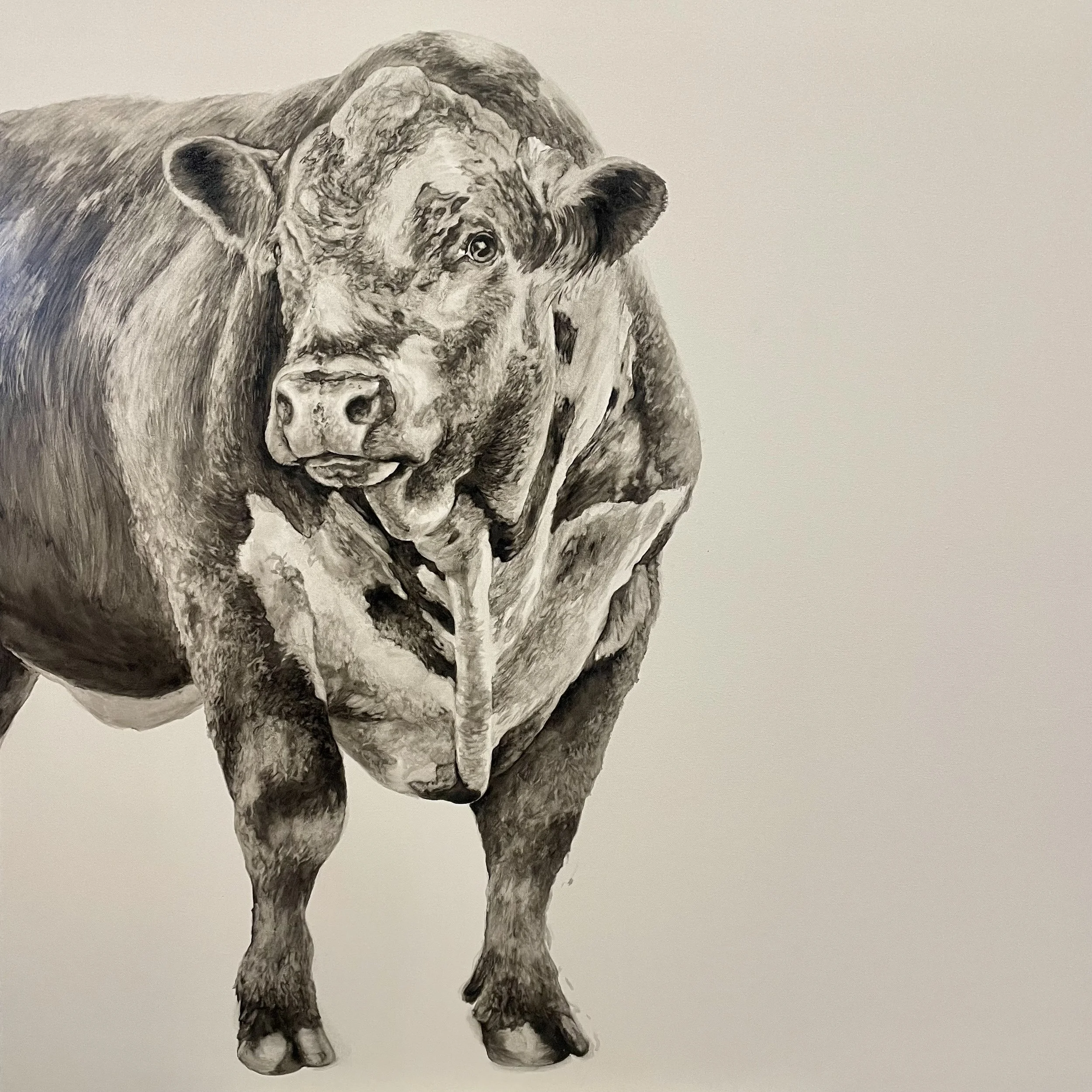 ‘Woolly Bully’ £600 Oil on Canvas. 100 x 100cm. Unframed