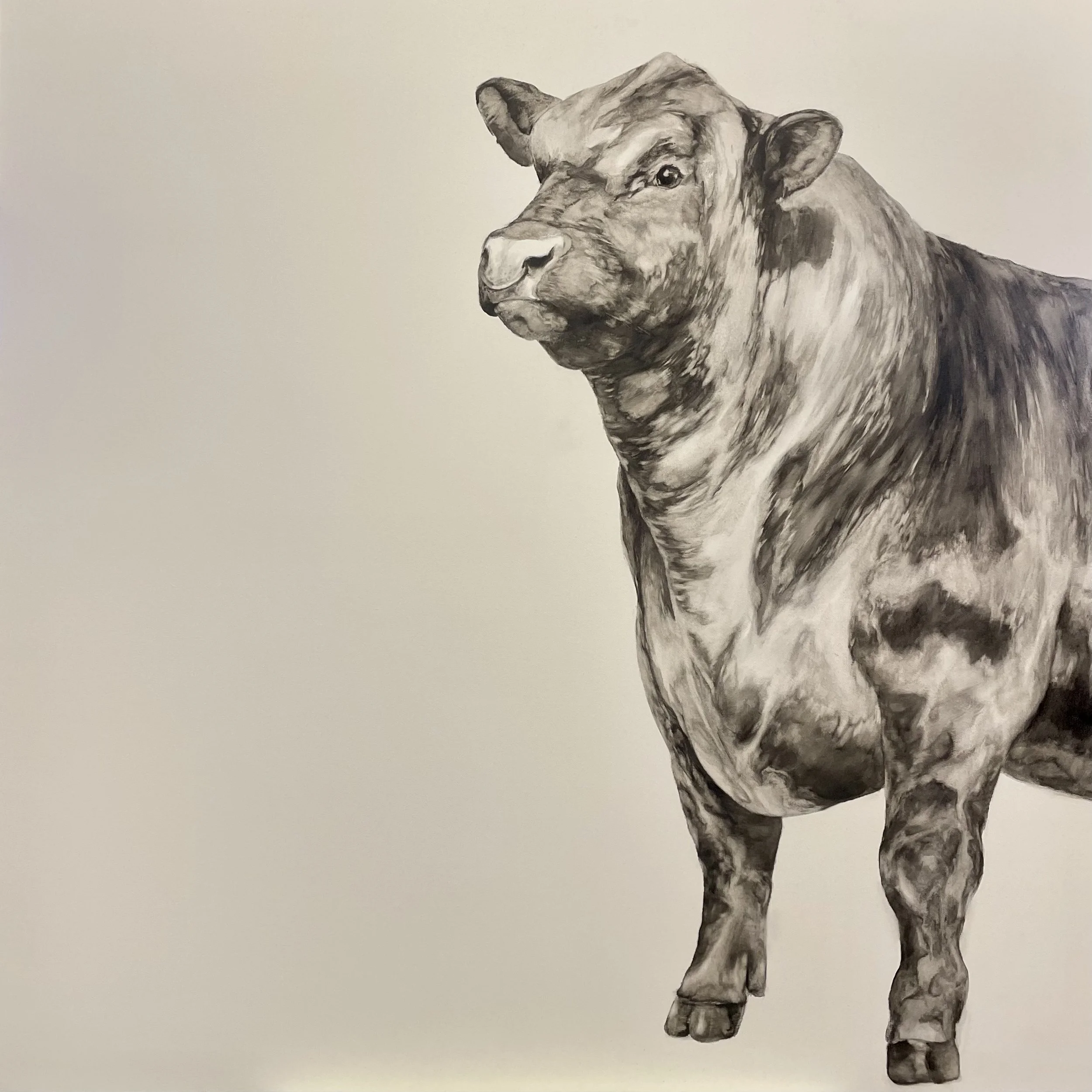 ‘Fully Bully ’ £600 Oil on Canvas. 100 x 100cm. Unframed