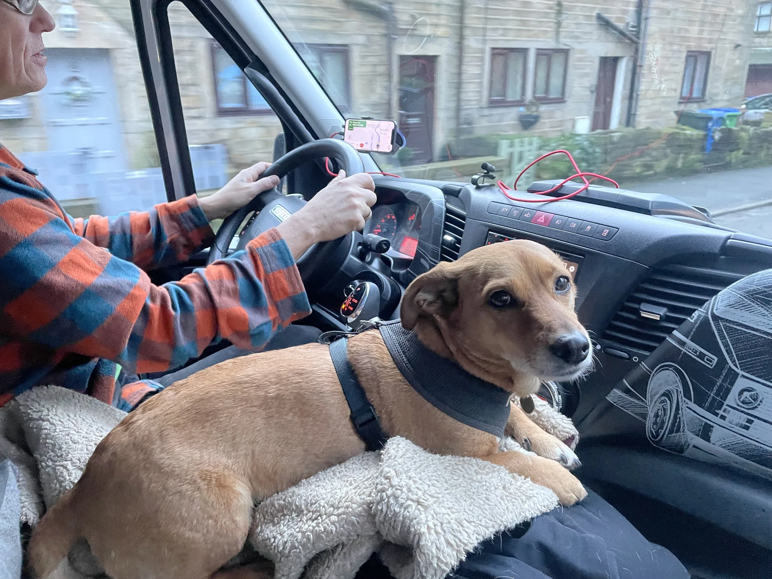 A small ginger dog on a blanket on the front seat of a van with the driver in the background.