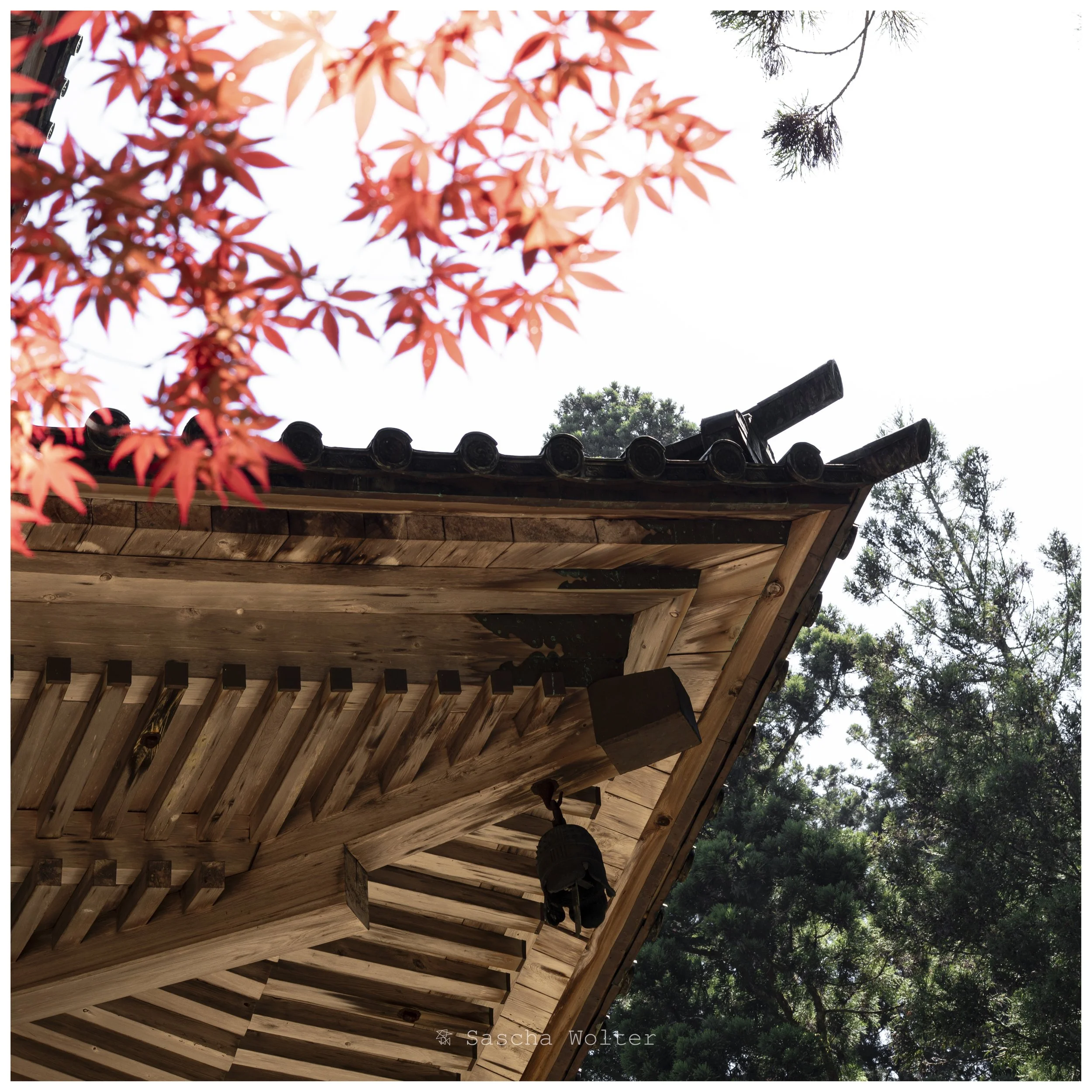 temple red leaves2.jpg