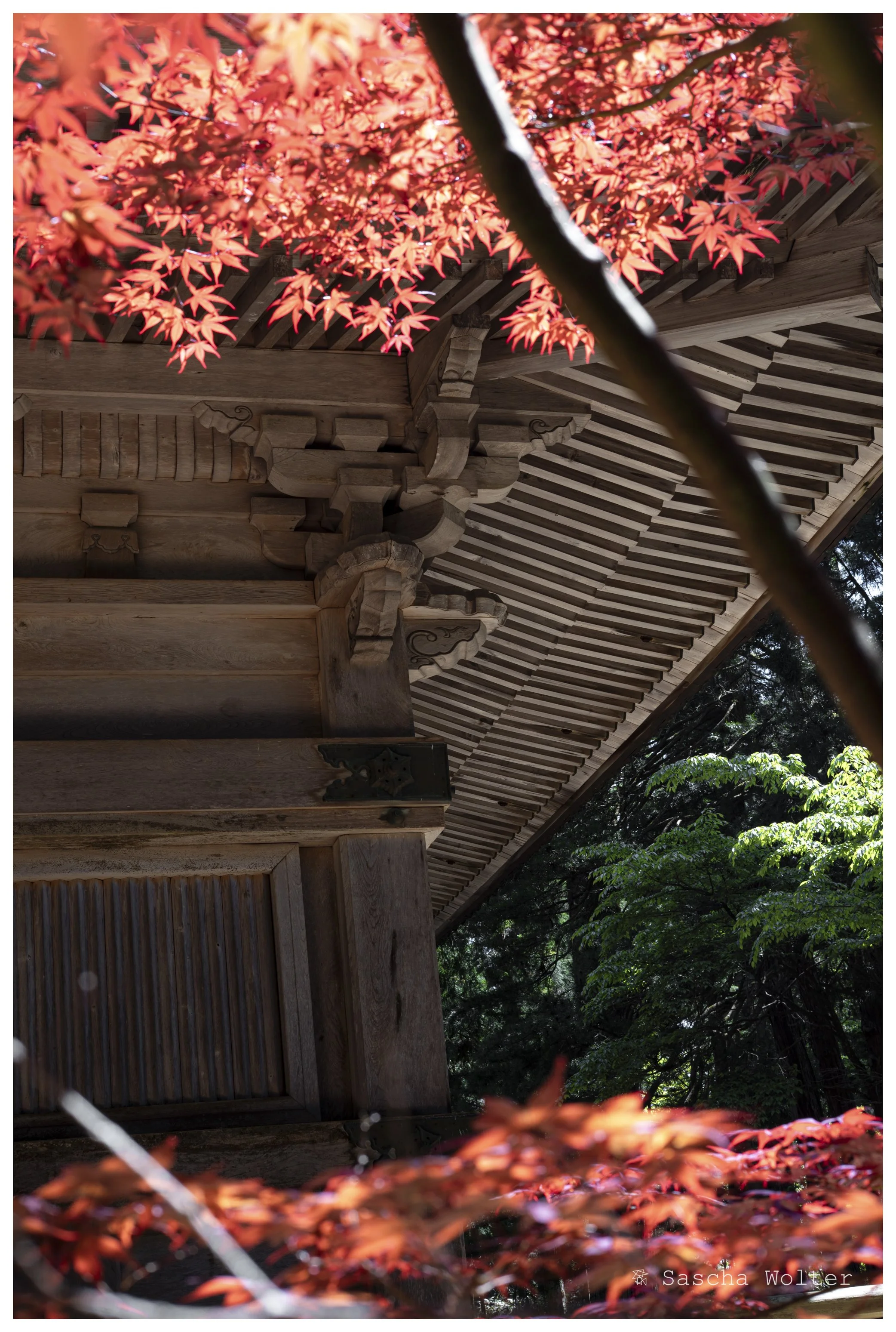 temple red leaves.jpg