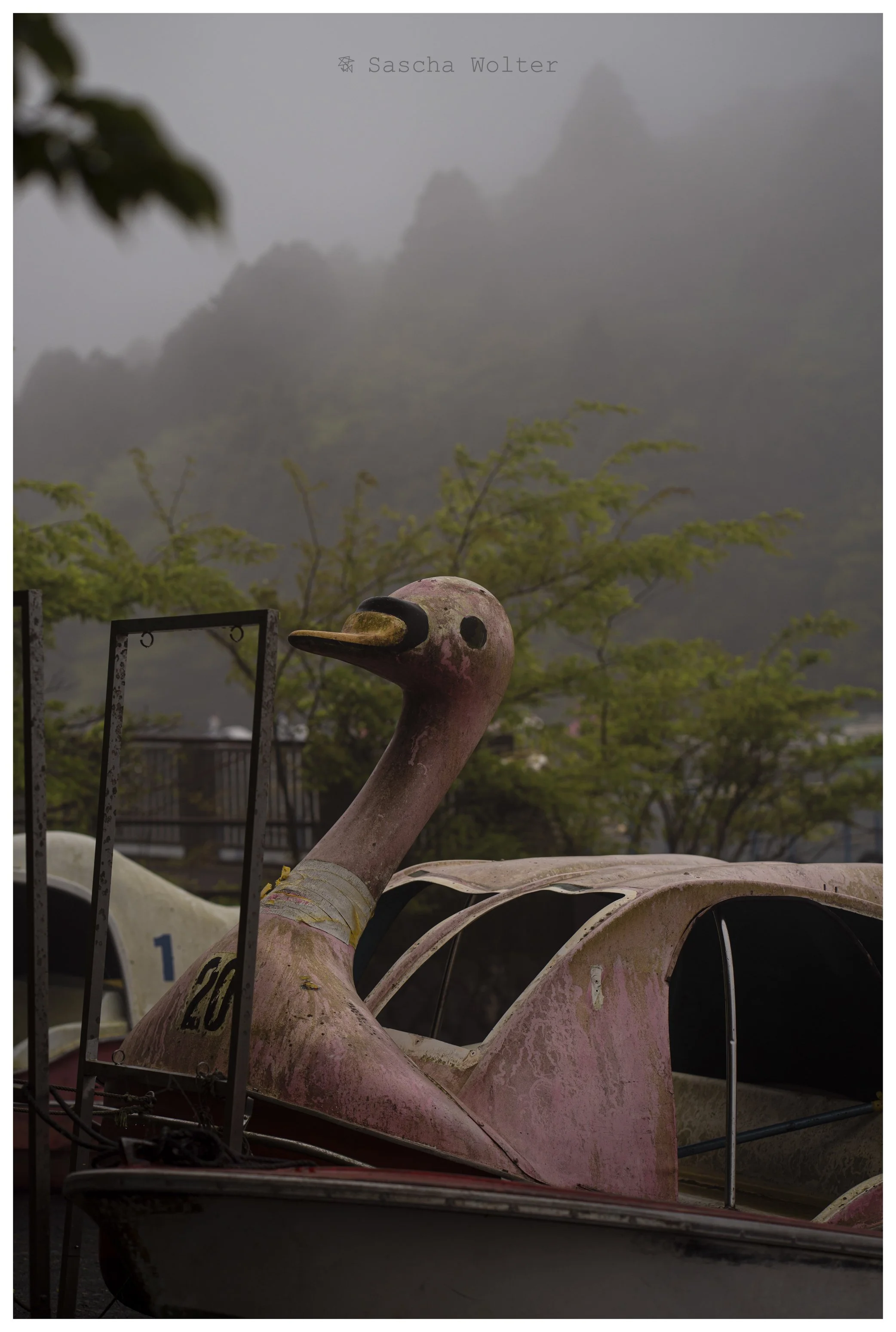 pink swan.jpg