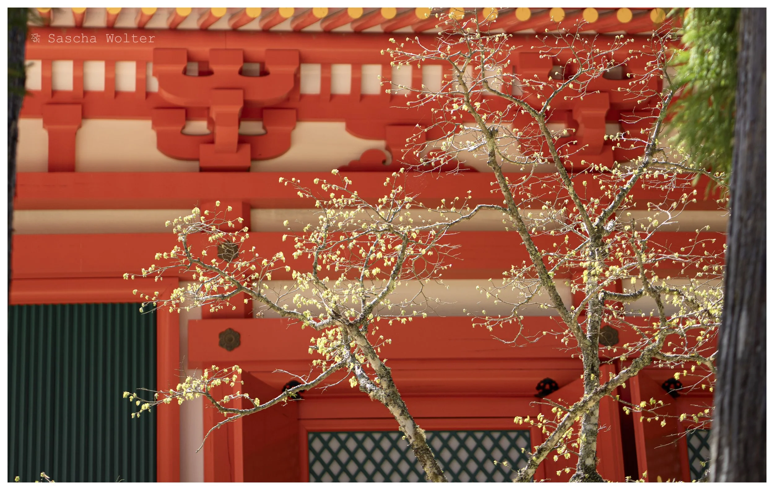 tree orange temple.jpg