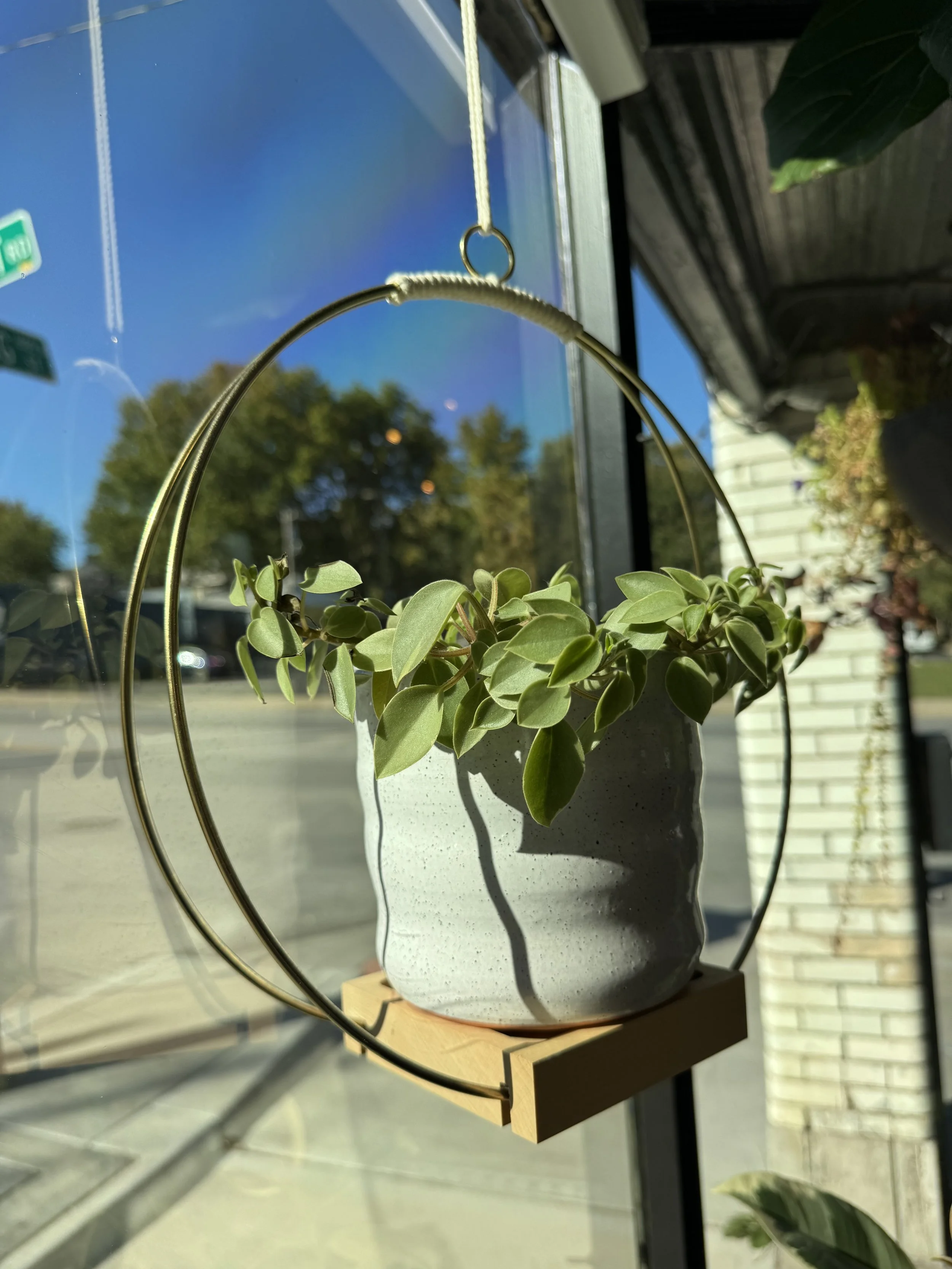 Peperomia at The Organic Salon