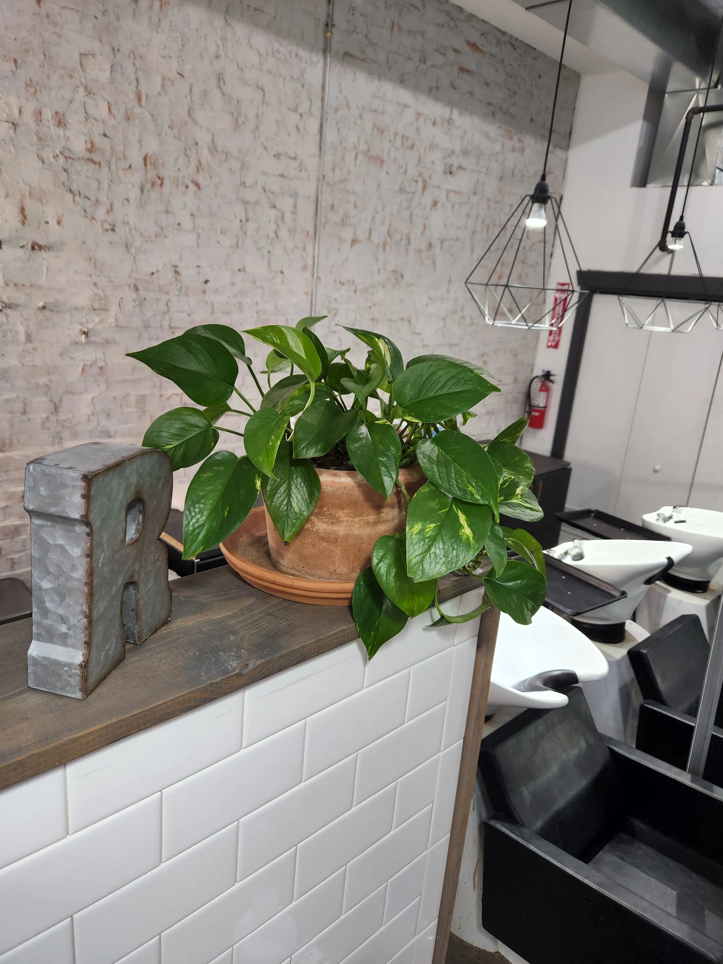 Golden Pothos at With Love Salon