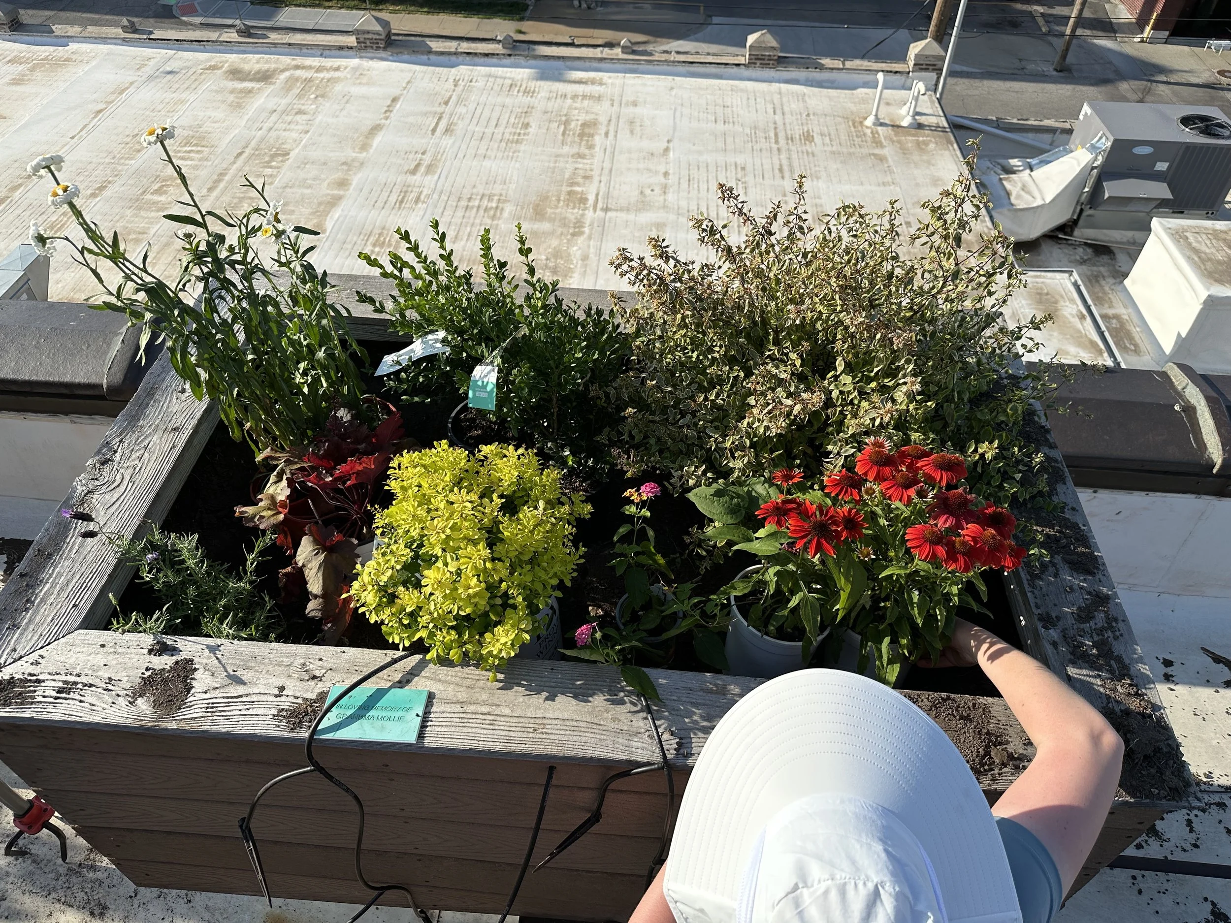 Robertson Law Group Rooftop Planter (right) Placement and Design