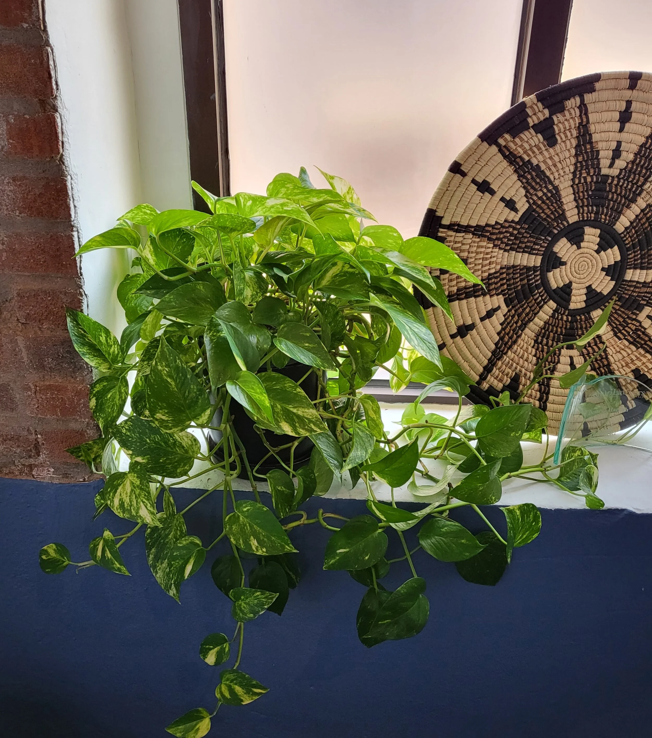 Golden Pothos at Harrah Law