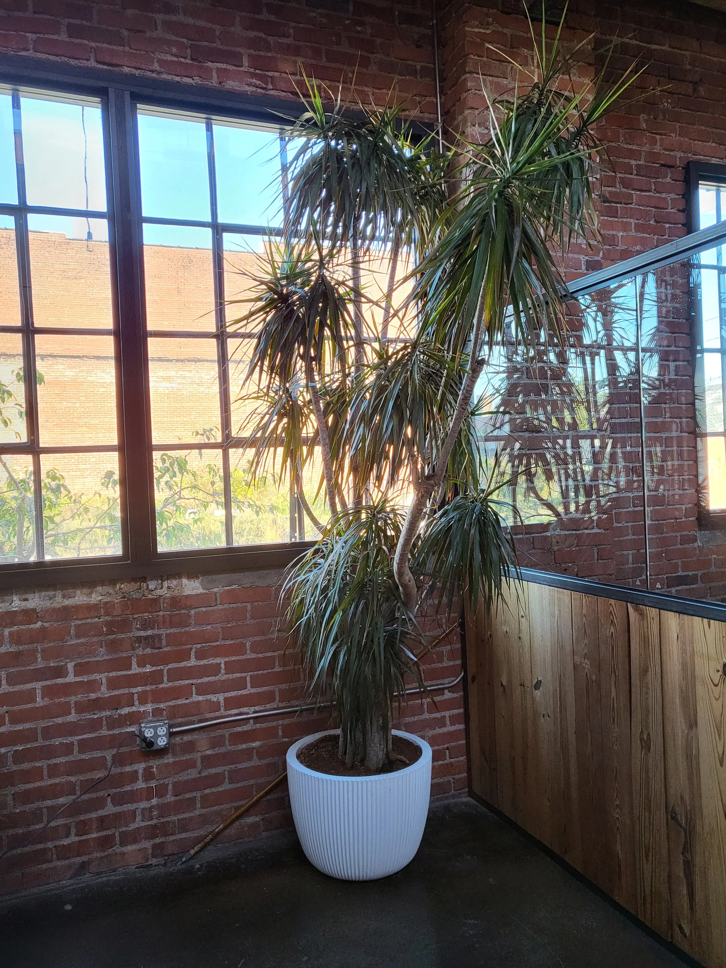 Dracaena Marginata at Remodel Moore 