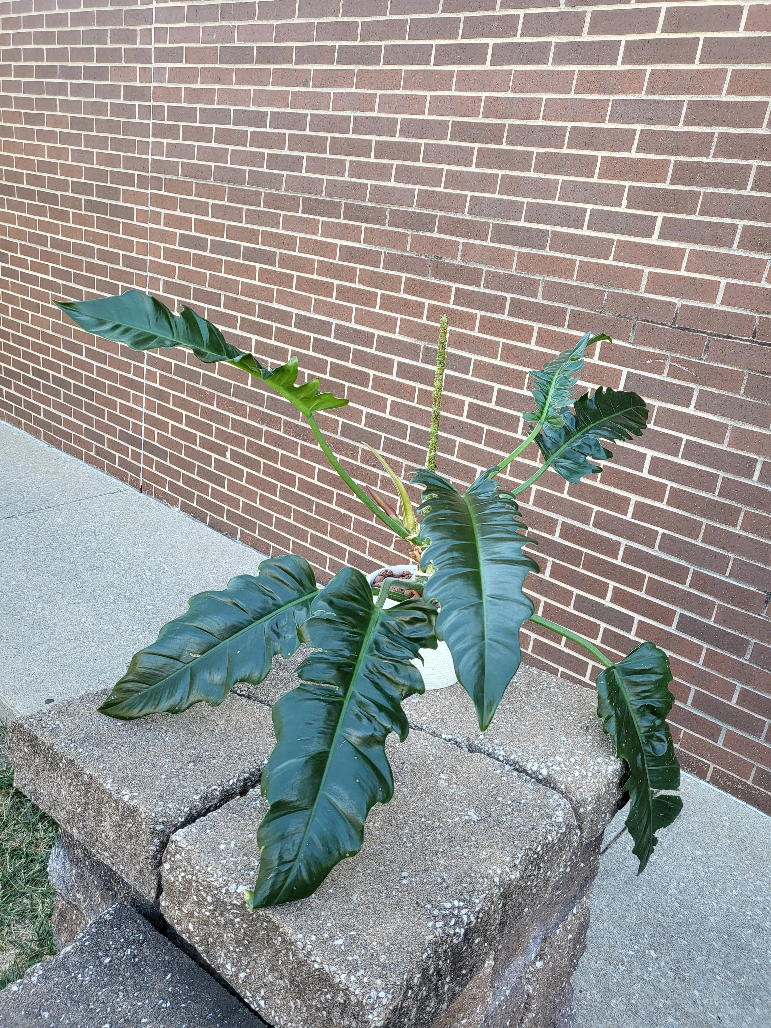 Jungle Boogie Philodendron at Blackdog Coffeehouse